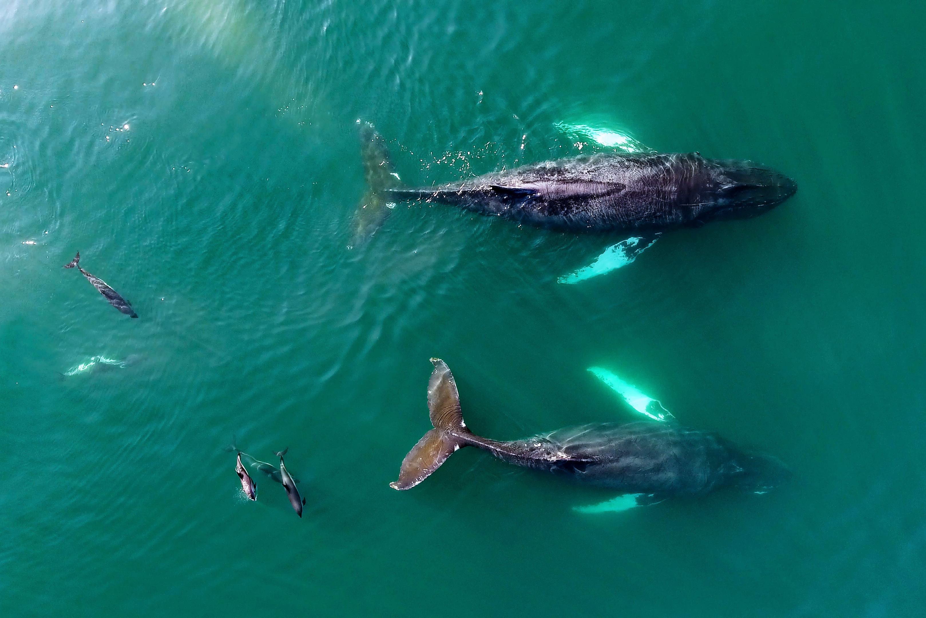 canada-nova-scotia-bay-of-fundy-walvissen-en-dolfijnen