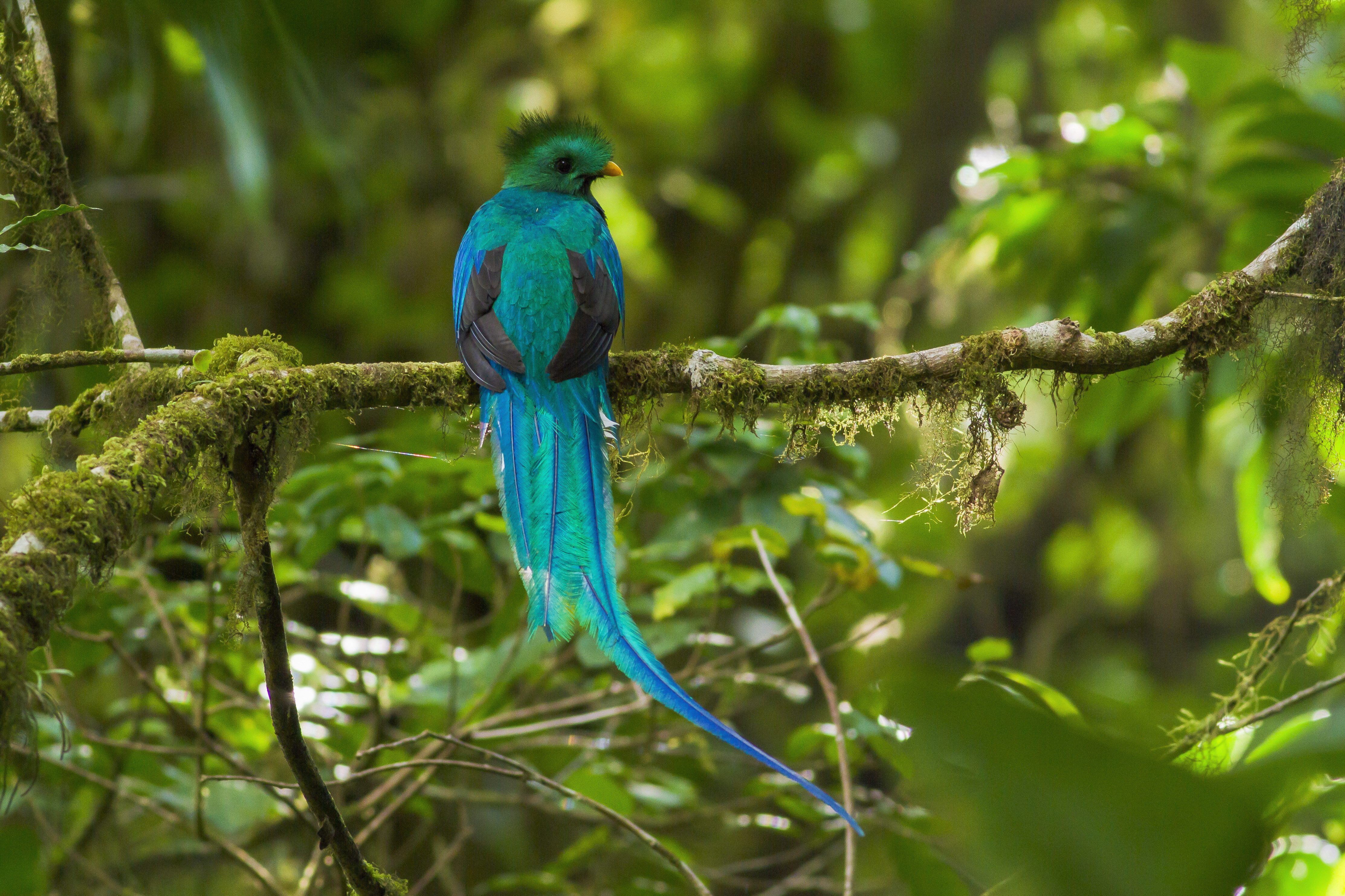 Een prachtige quetzal in Monteverde Rainforest, Costa Rica