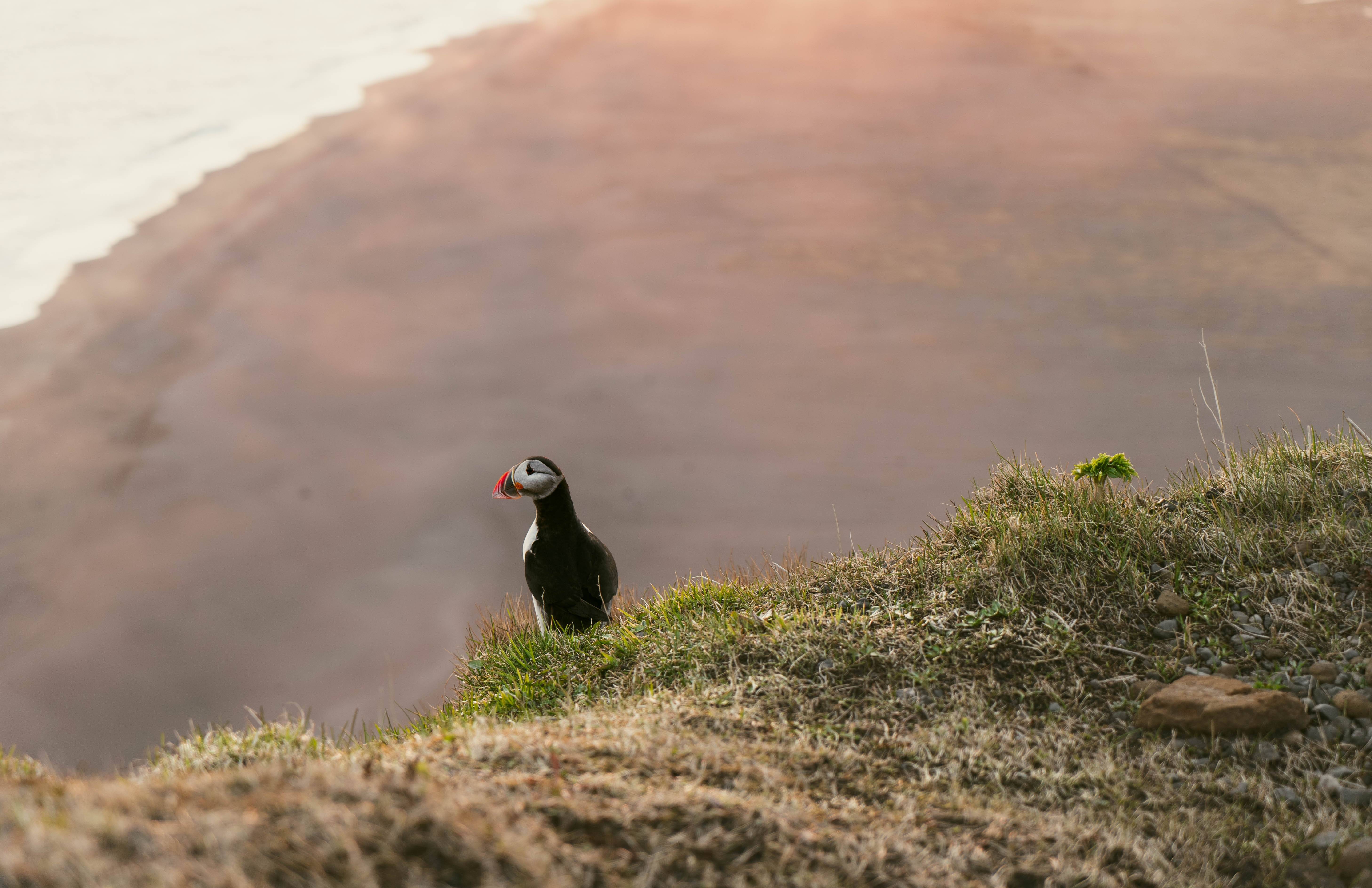 Papegaaiduiker op Dyrholaey klif bij Vik