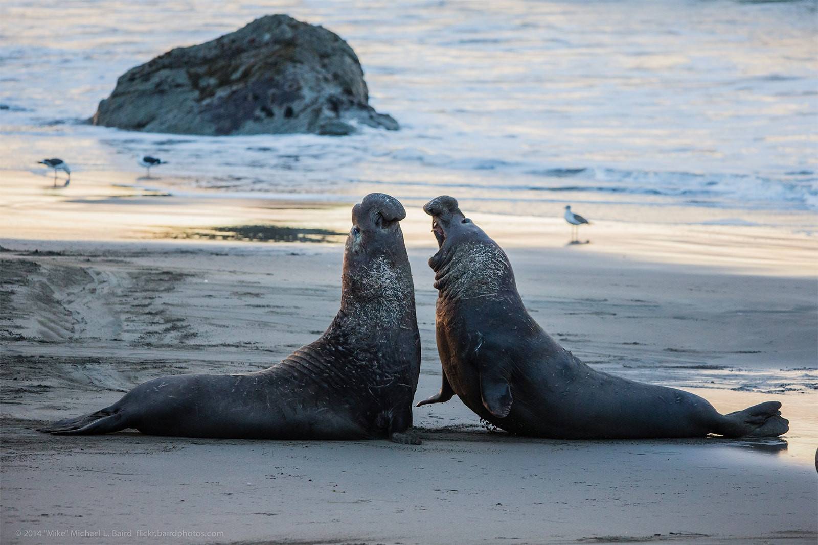 Twee zeehonden bij Piedras Blancas in Californië, Amerika