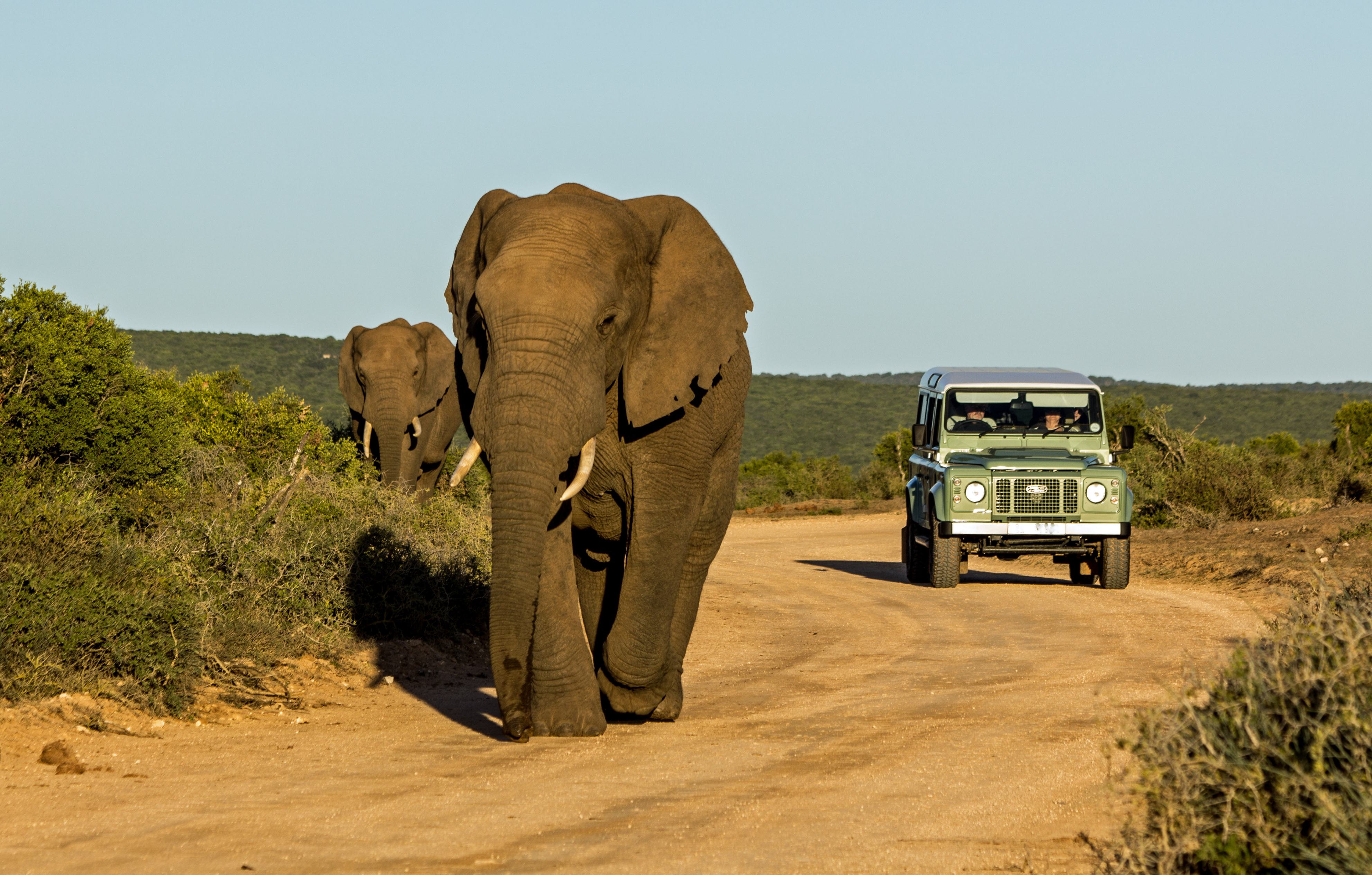 Twee olifanten gespot tijdens een safari in Addo Elephant National Park, Zuid-Afrika