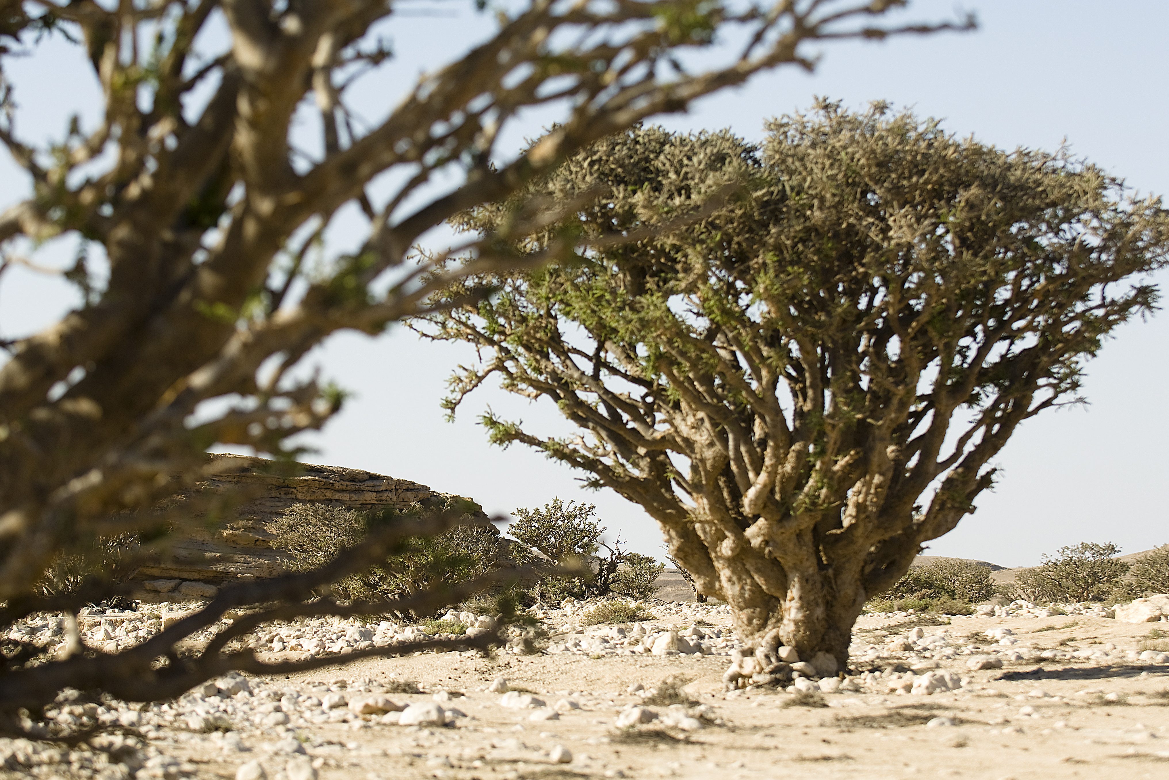 Oman Dhofar Salalah wierookbomen safari