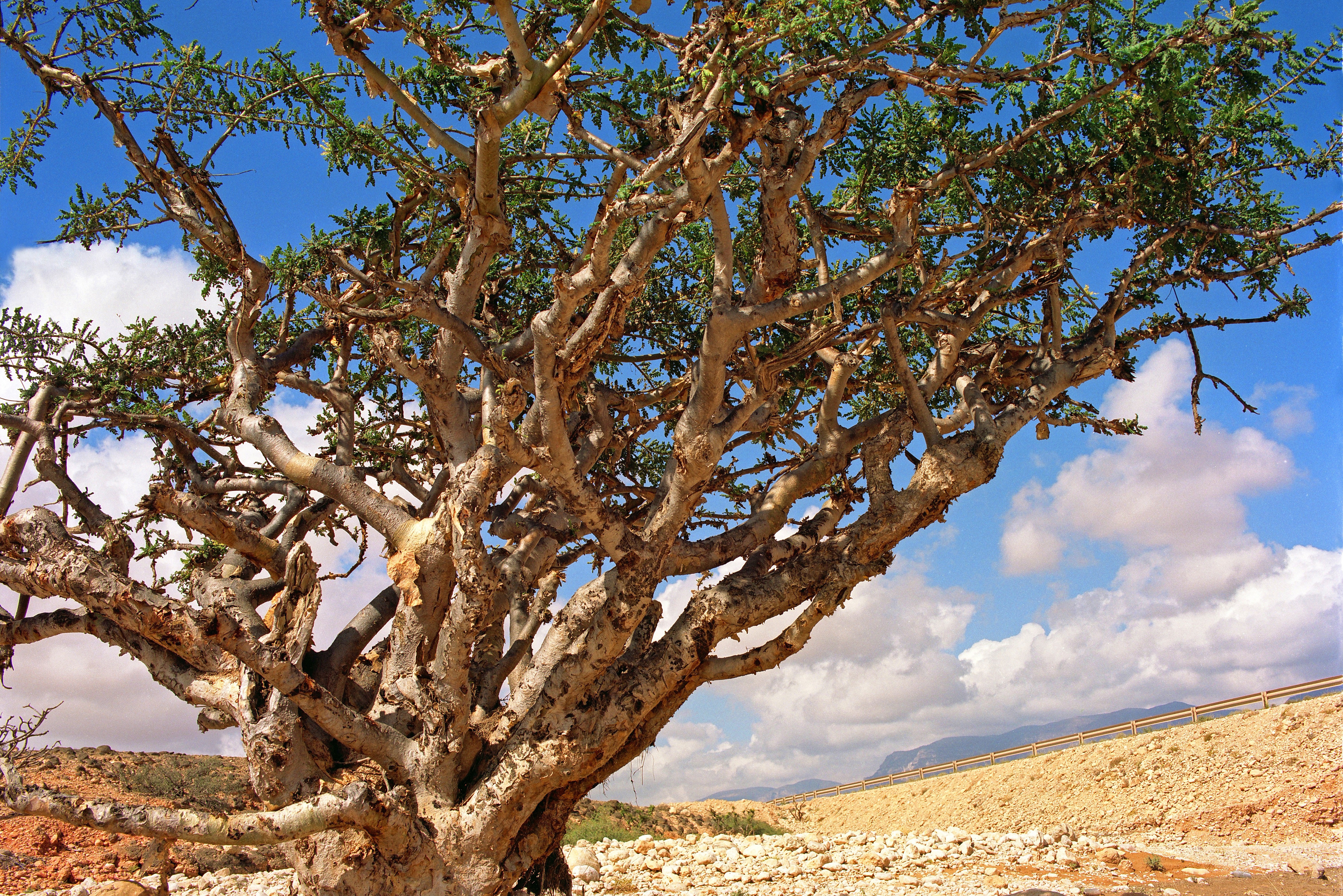 Oman Dhofar wierookboom