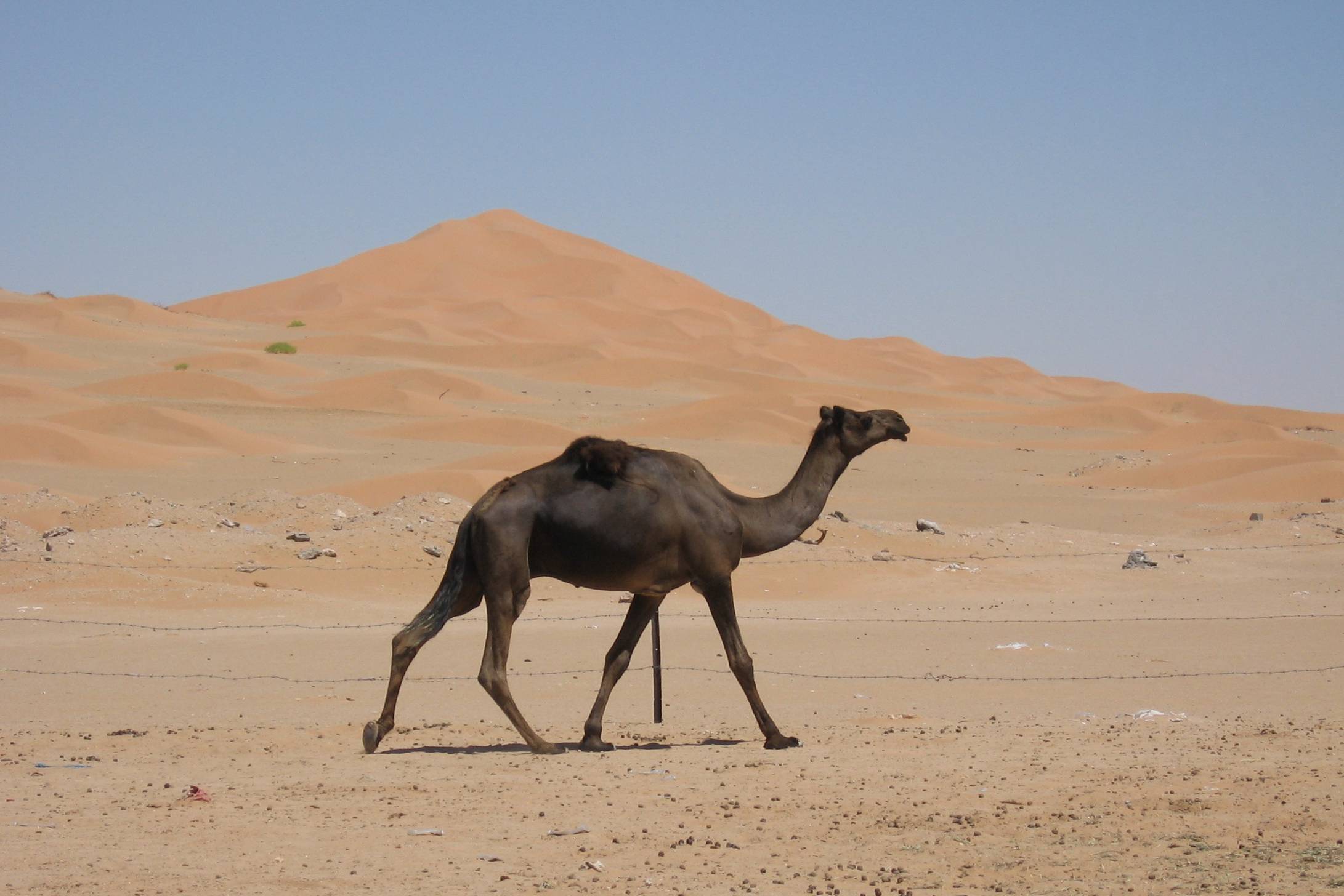 Oman Dhofar zwarte kameer