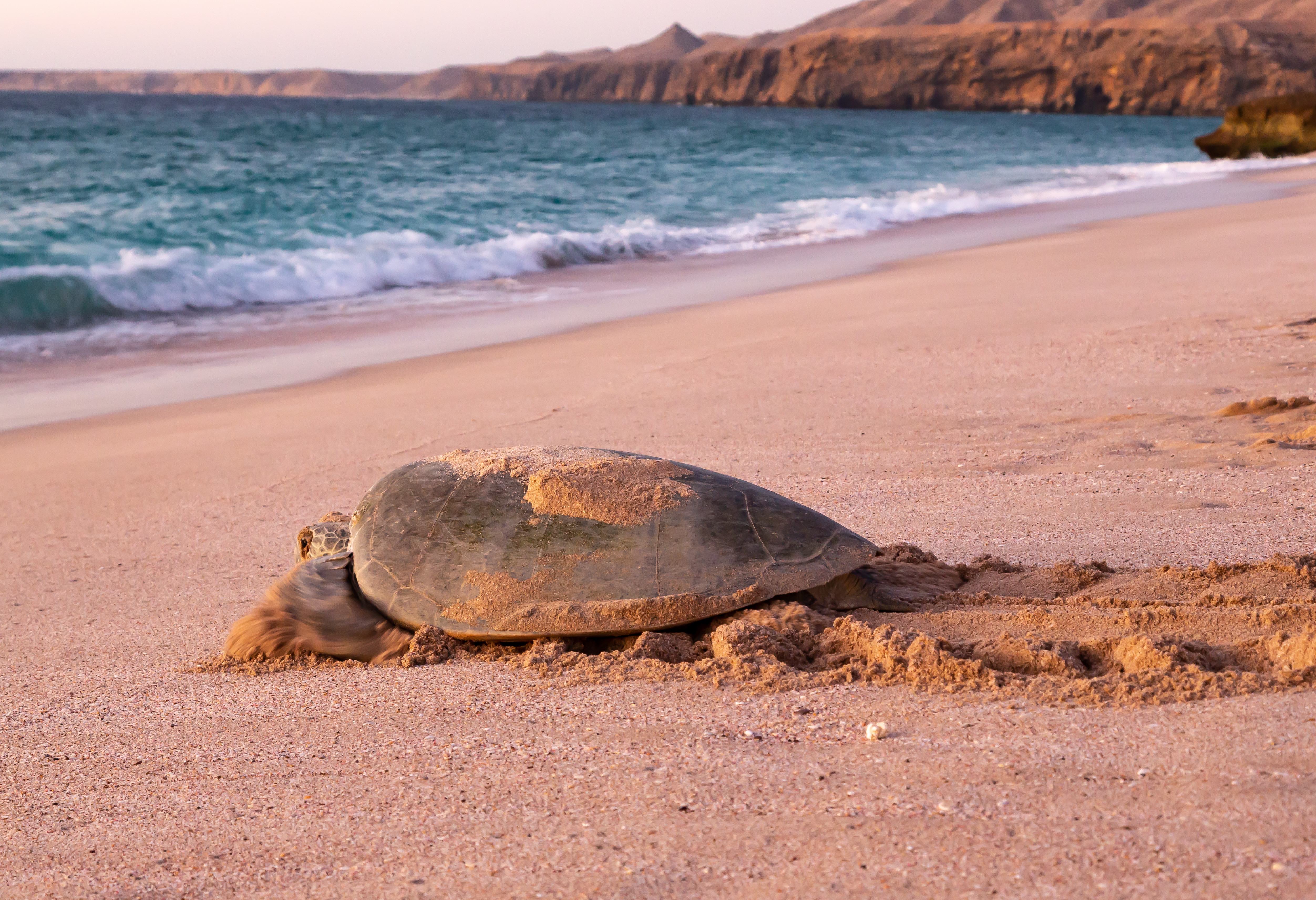 Zeeschildpad bij Ras Al Jinz in Oman