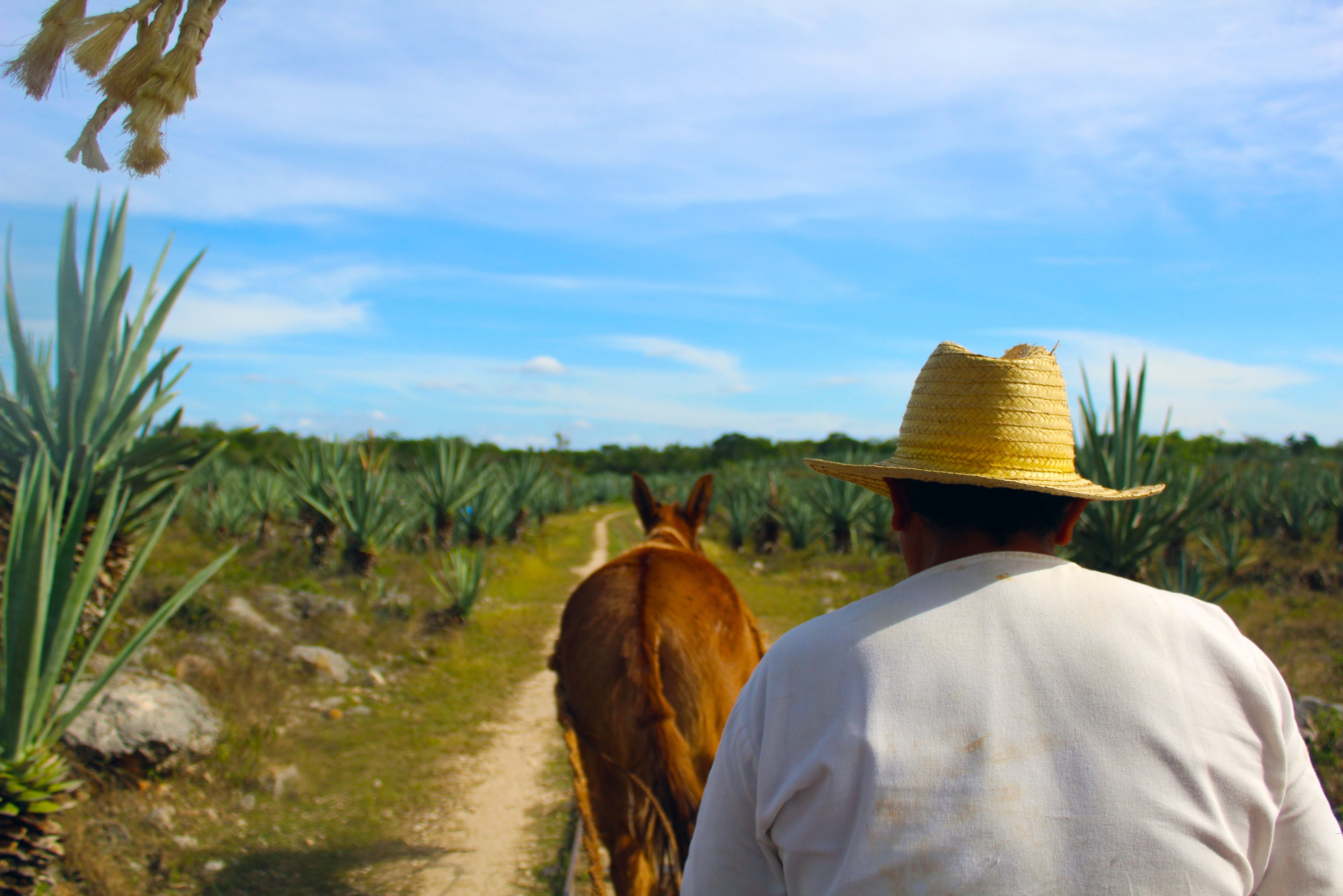 Sotuta de Peon in Yucatan mezcal plantage