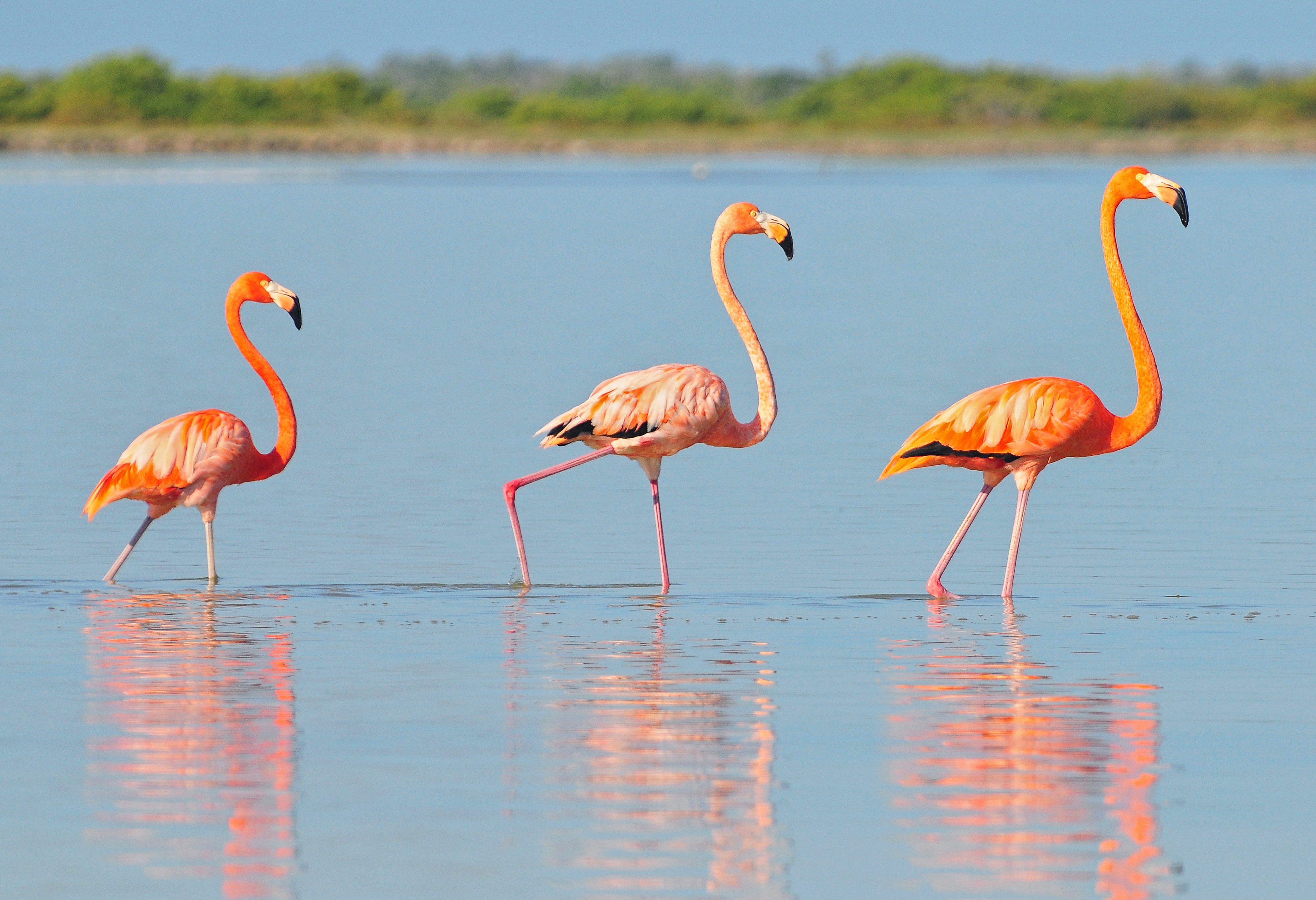 Flamingo's nabij Telchac Puerto