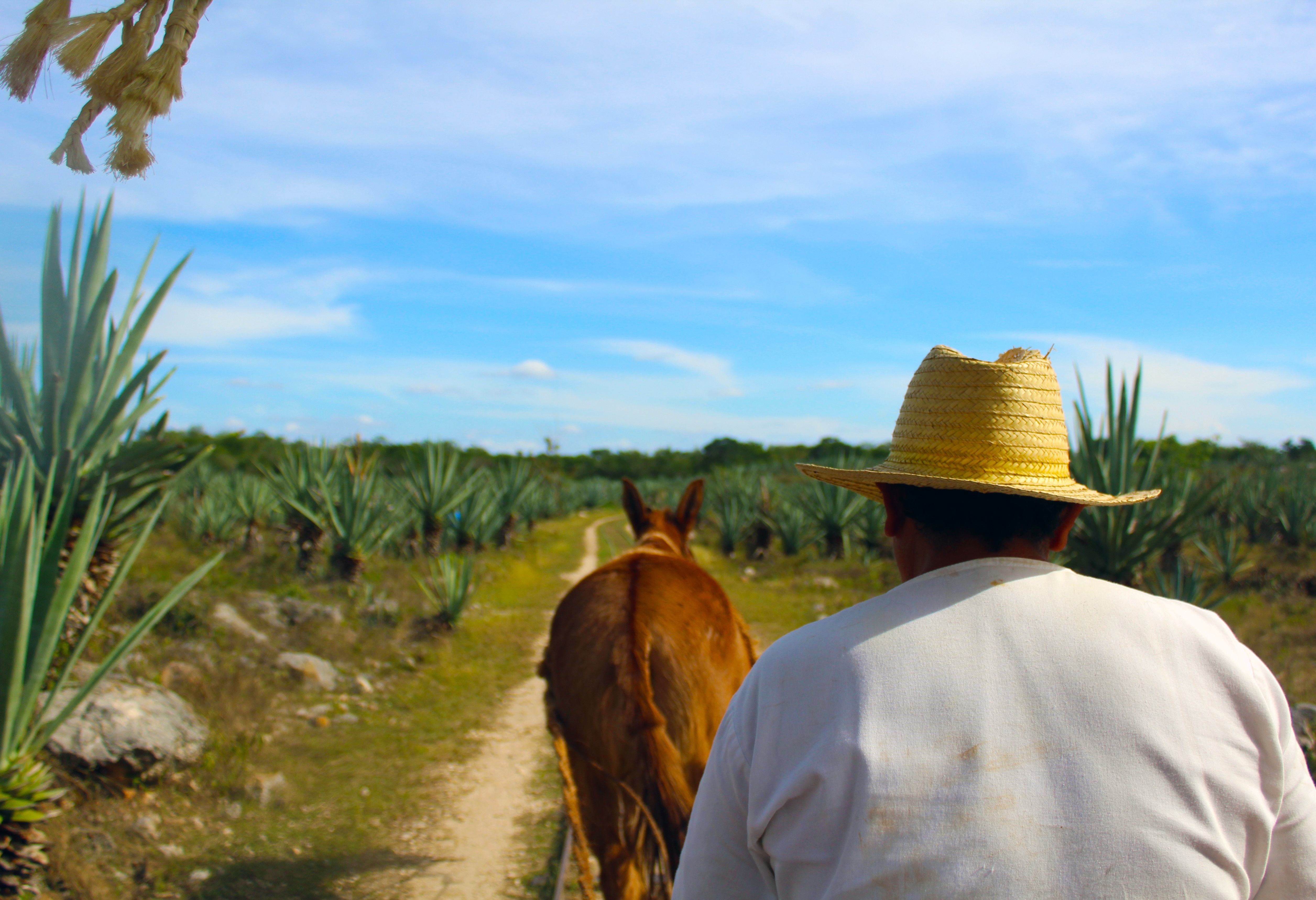 Henequen plantage vlakbij Sotuta de Peon in Yucatan