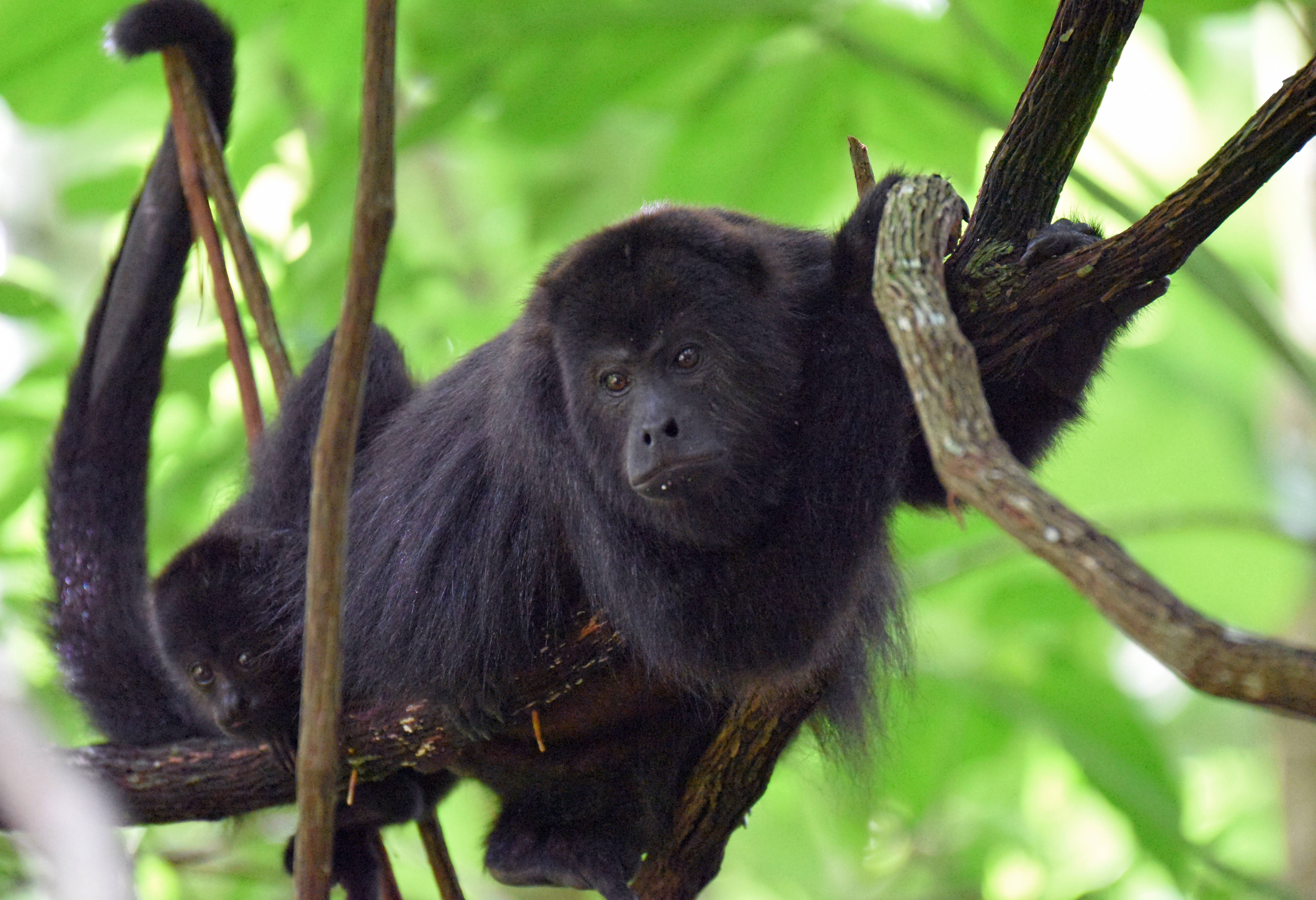 Brulaap in de jungle bij Calakmul