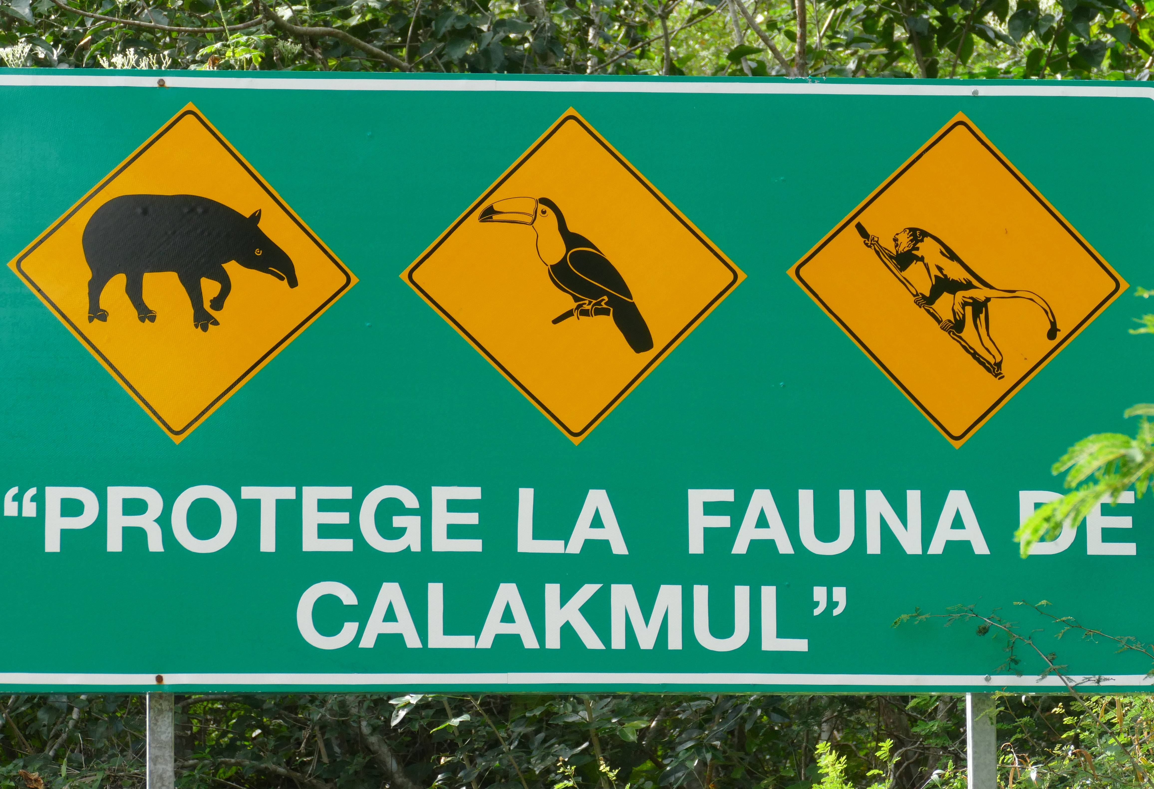 Natuurbescherming bij calakmul