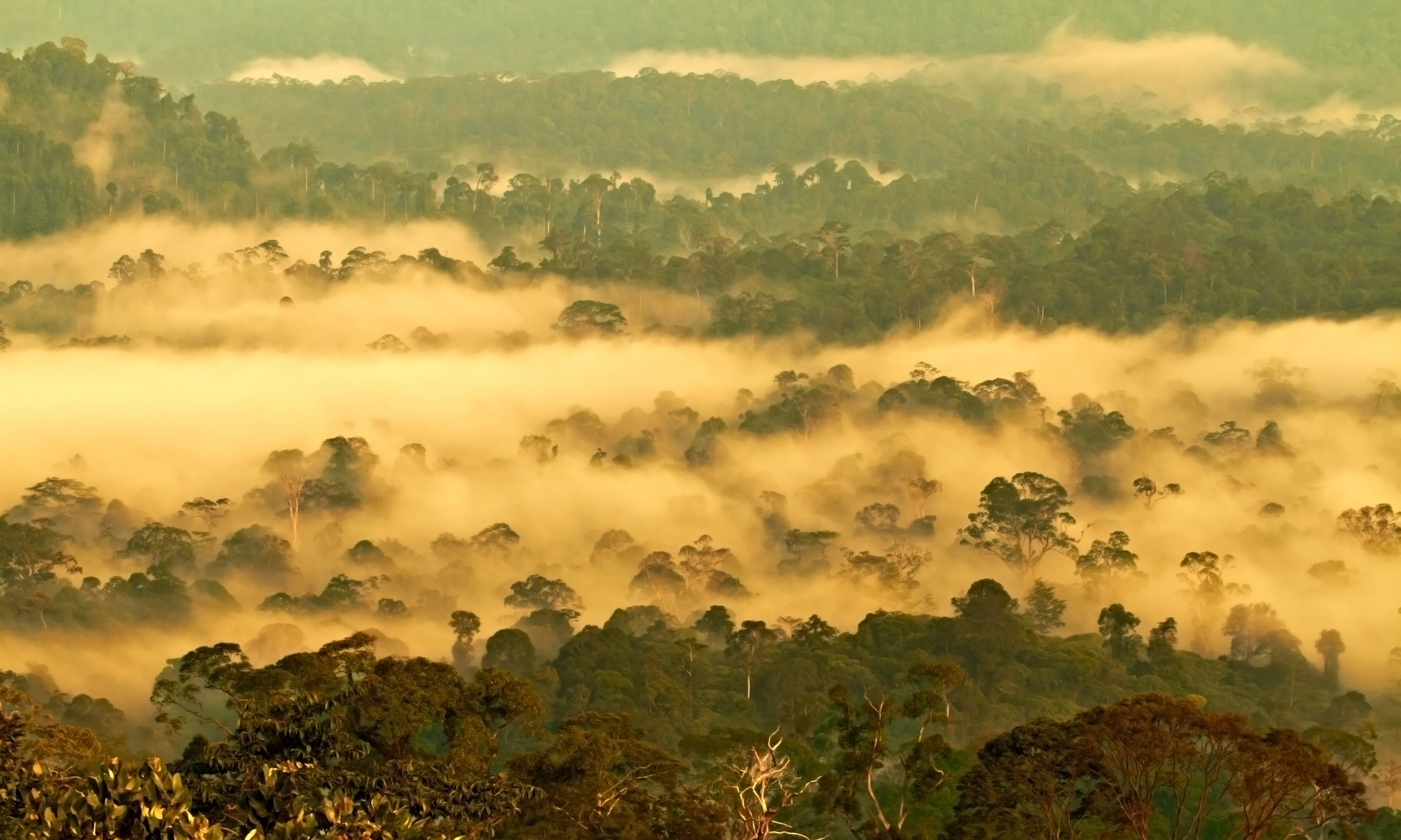 Danum Valley Borneo Maleisië