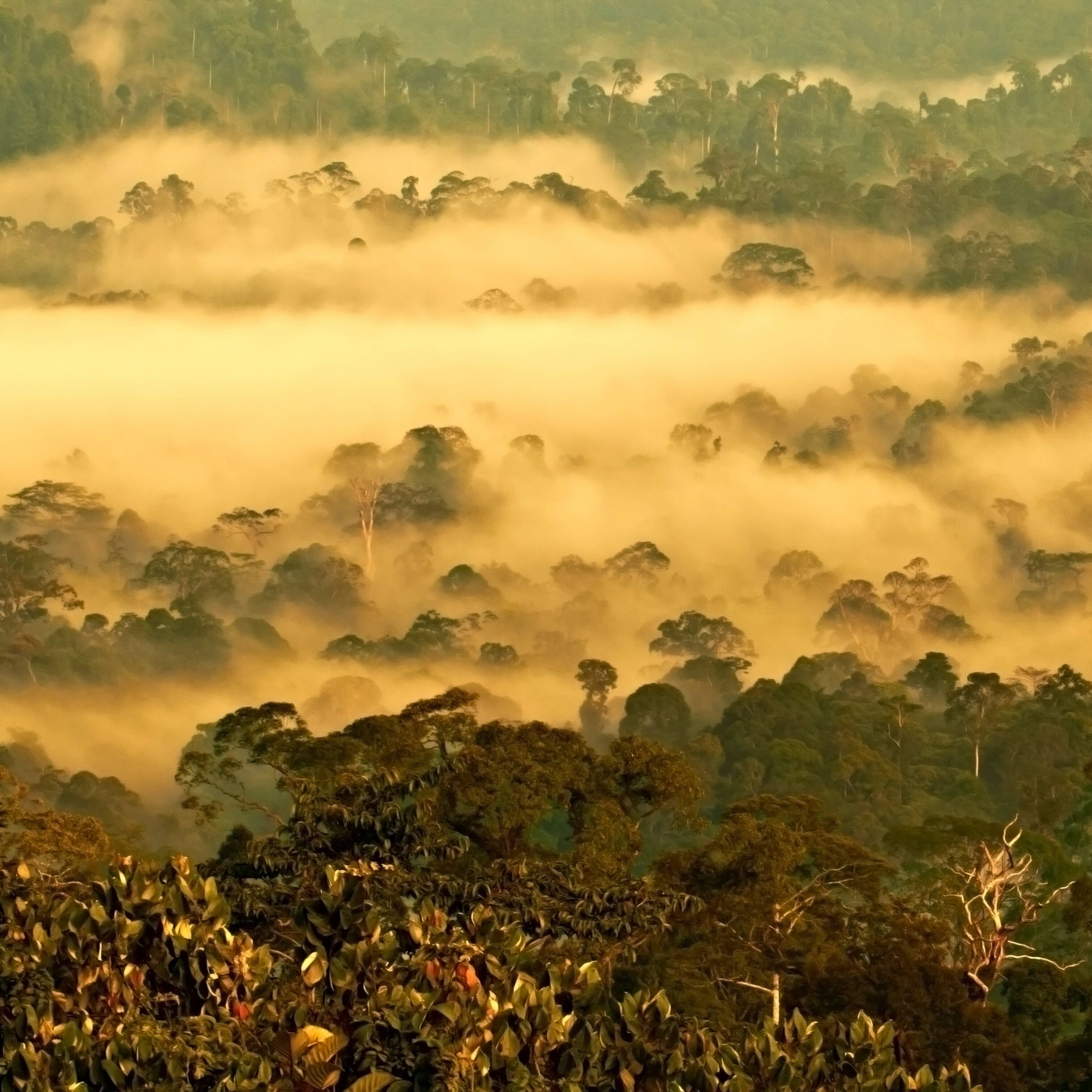 DAnum Valley Maleisië