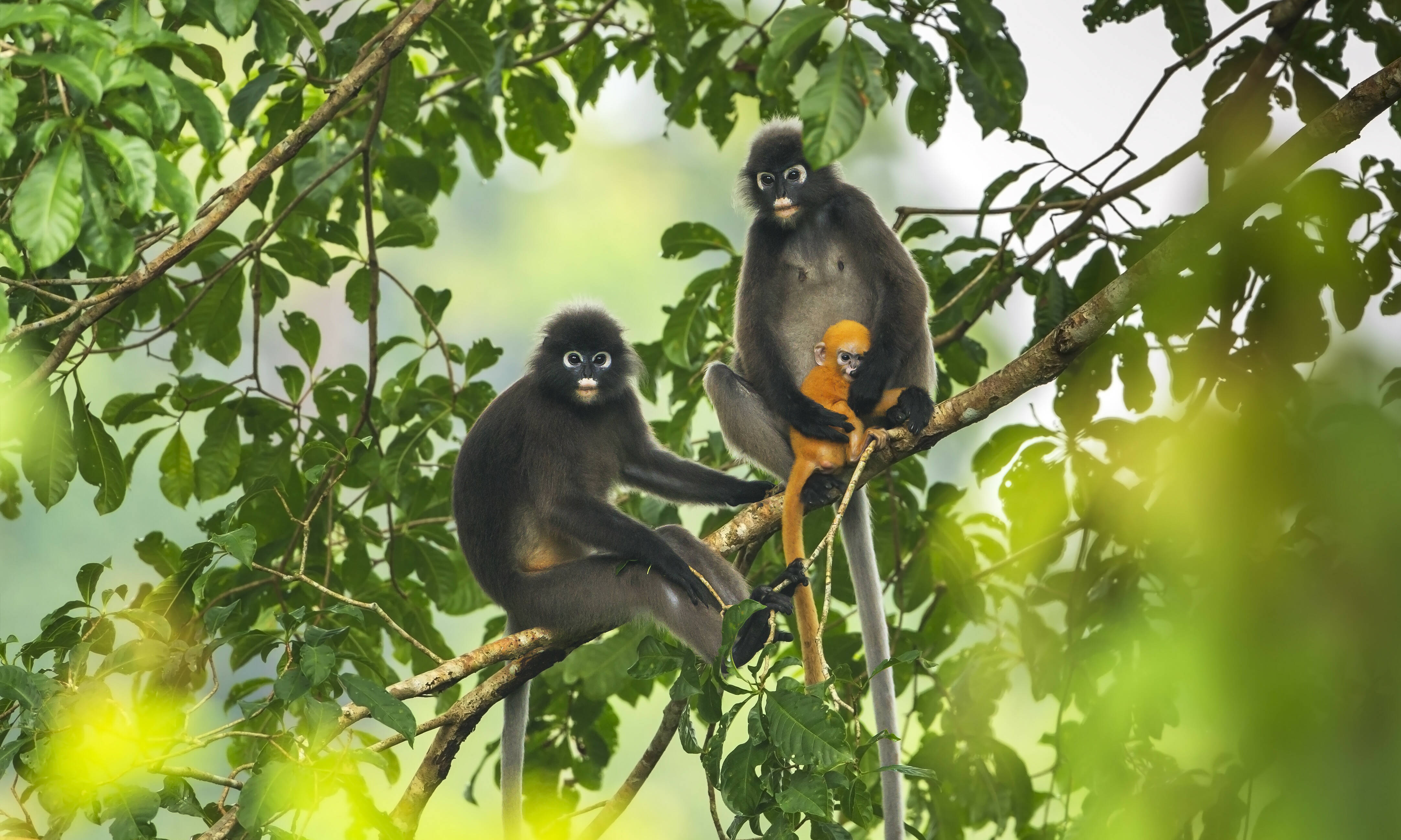 Langkawi