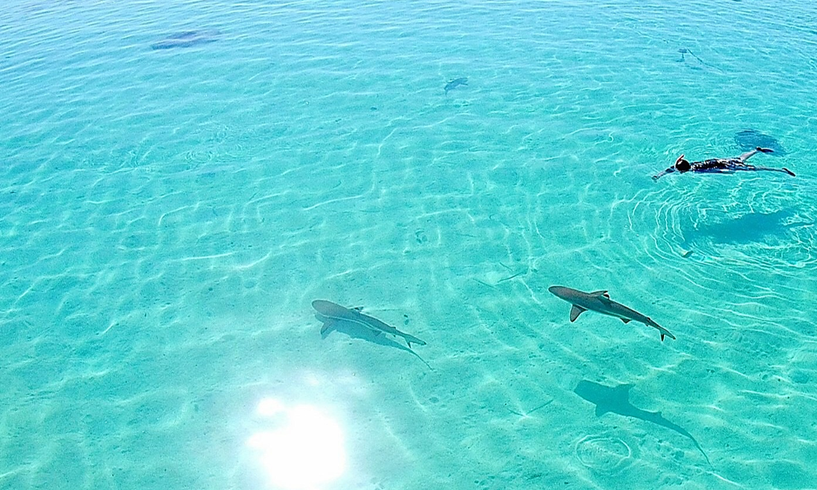 Moorea Lagune Tour