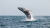 Walvis