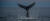 Walvis