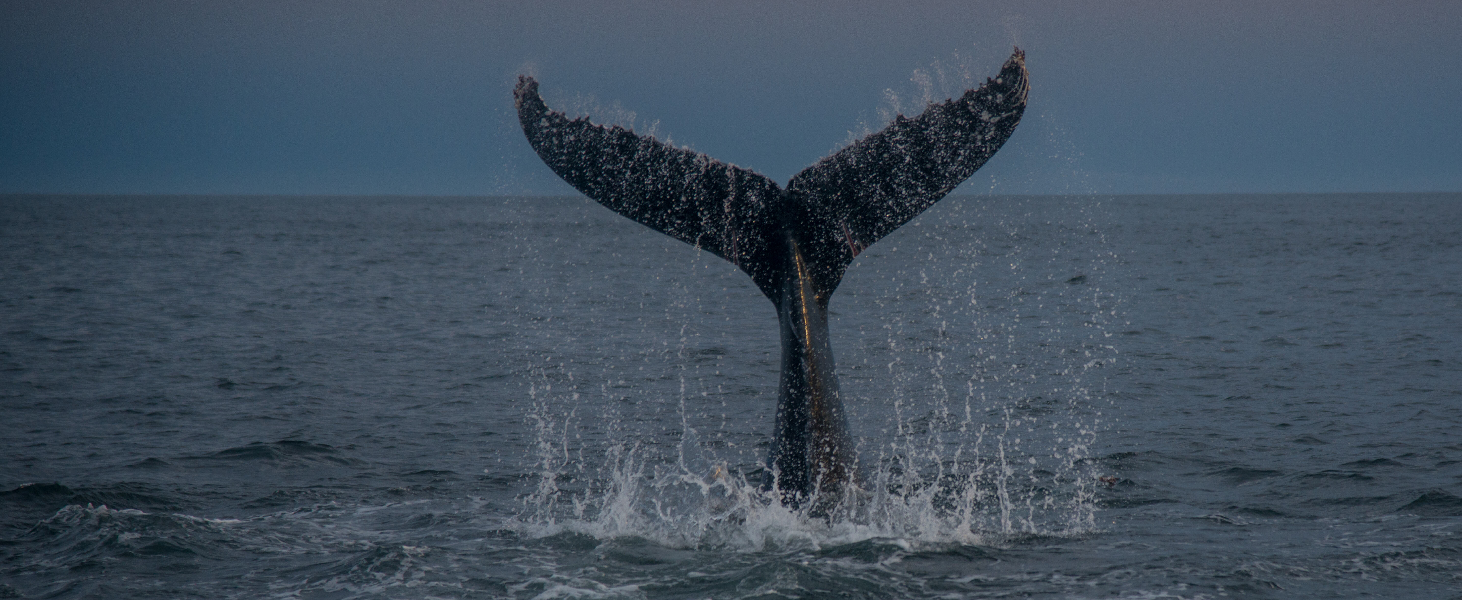 Walvis