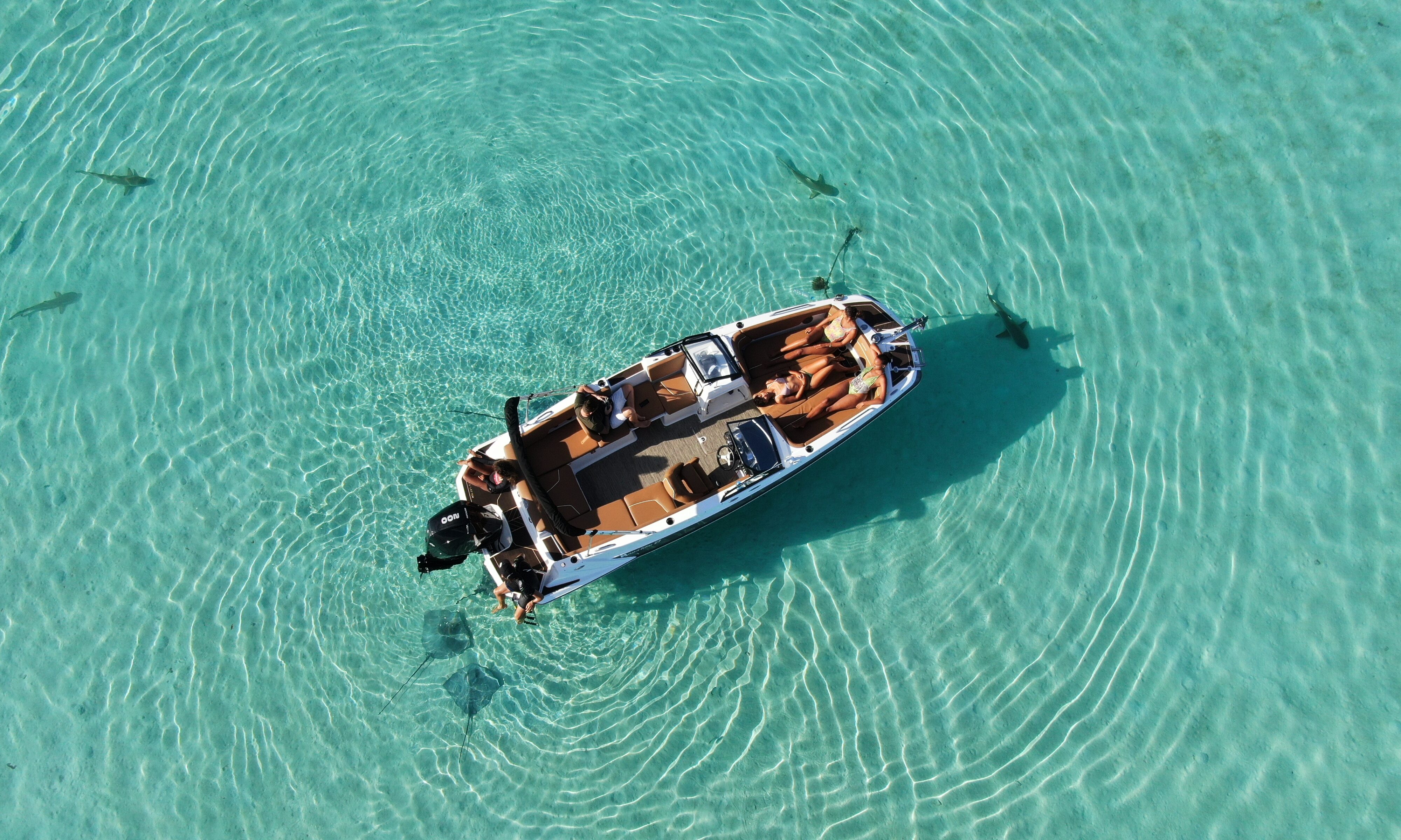 Whale Watching Expeditie Bora Bora