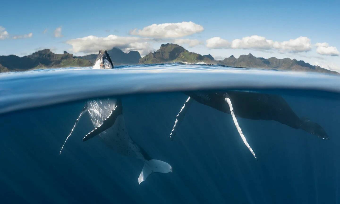 Whale Watching Expeditie Bora Bora