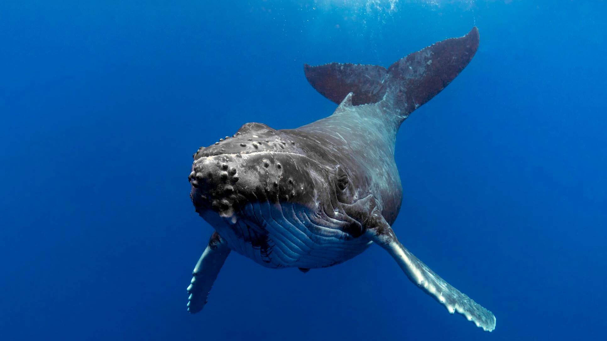 Whale Watching Moorea