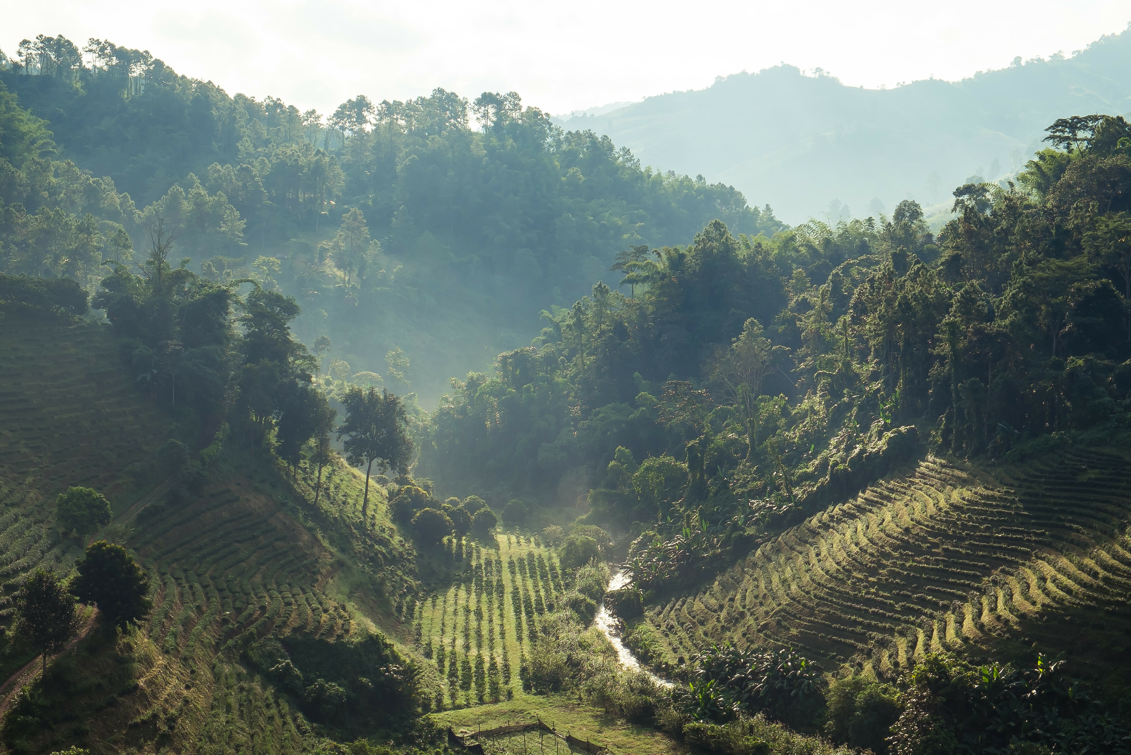 Theeplantage Chiang Rai