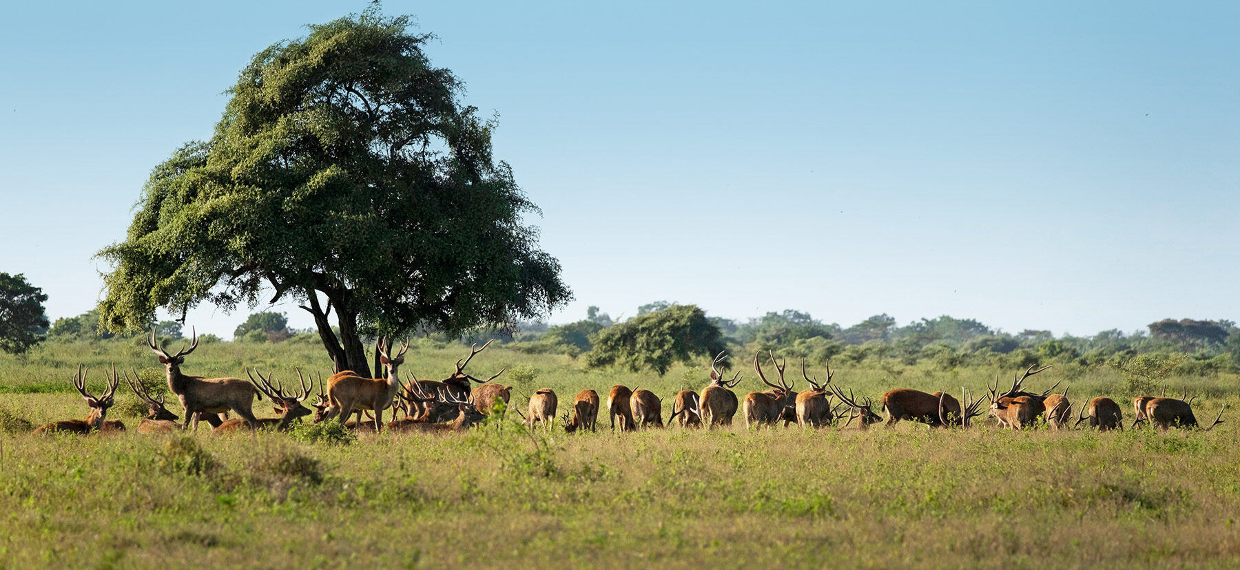 Baluran national park