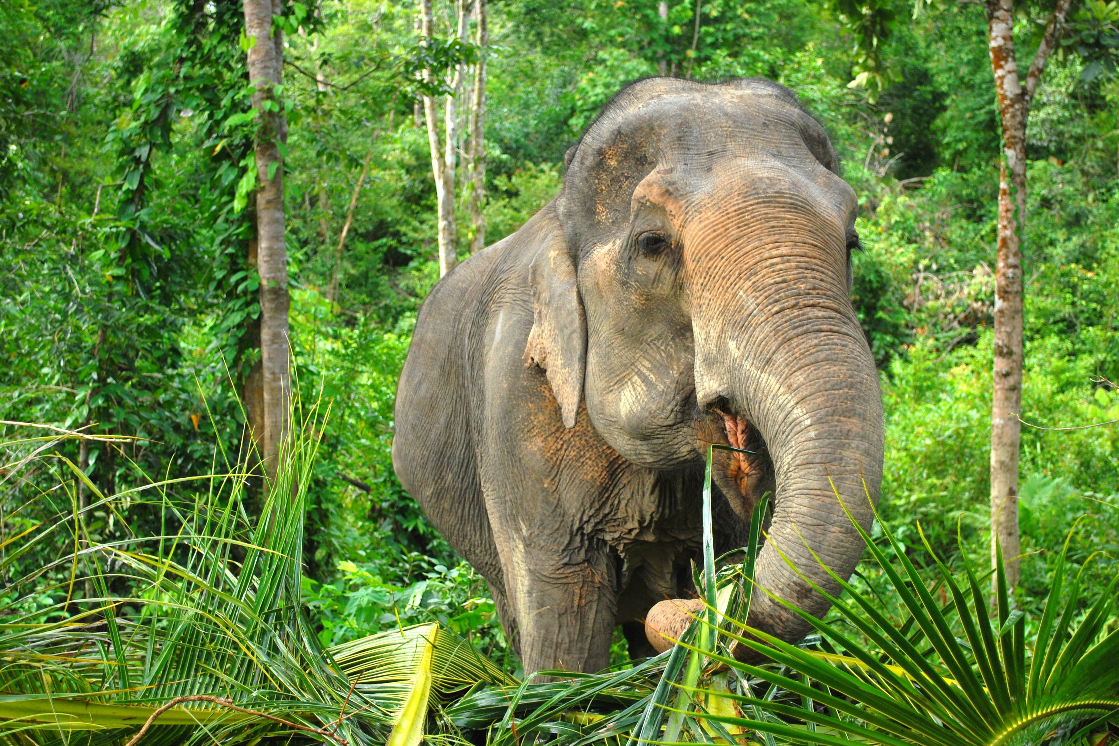 Olifant in Thailand