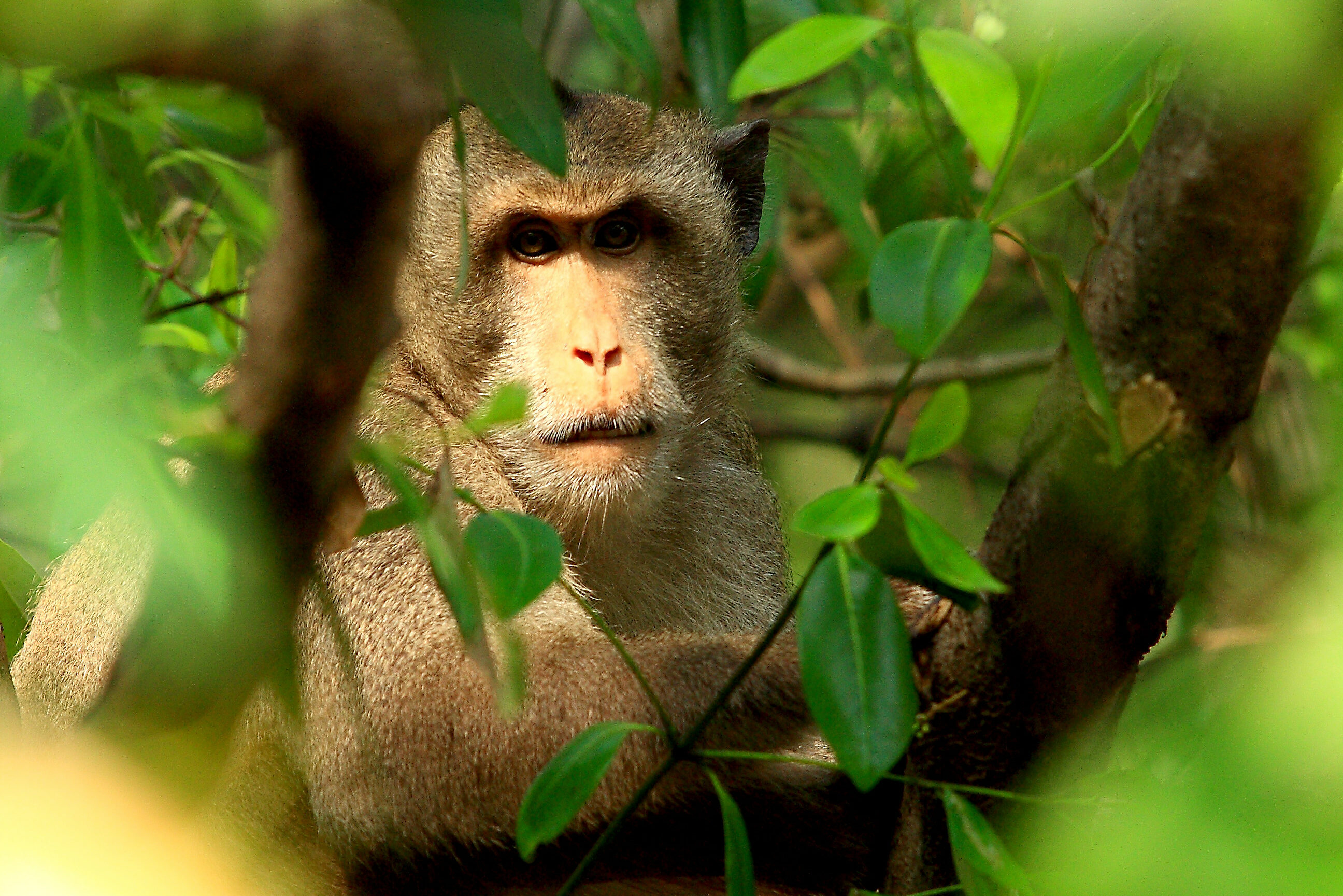 Makaak in de jungle van Thailand