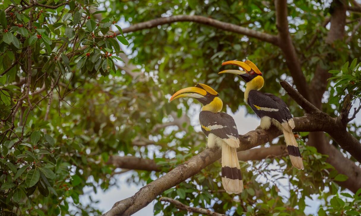 Langkawi