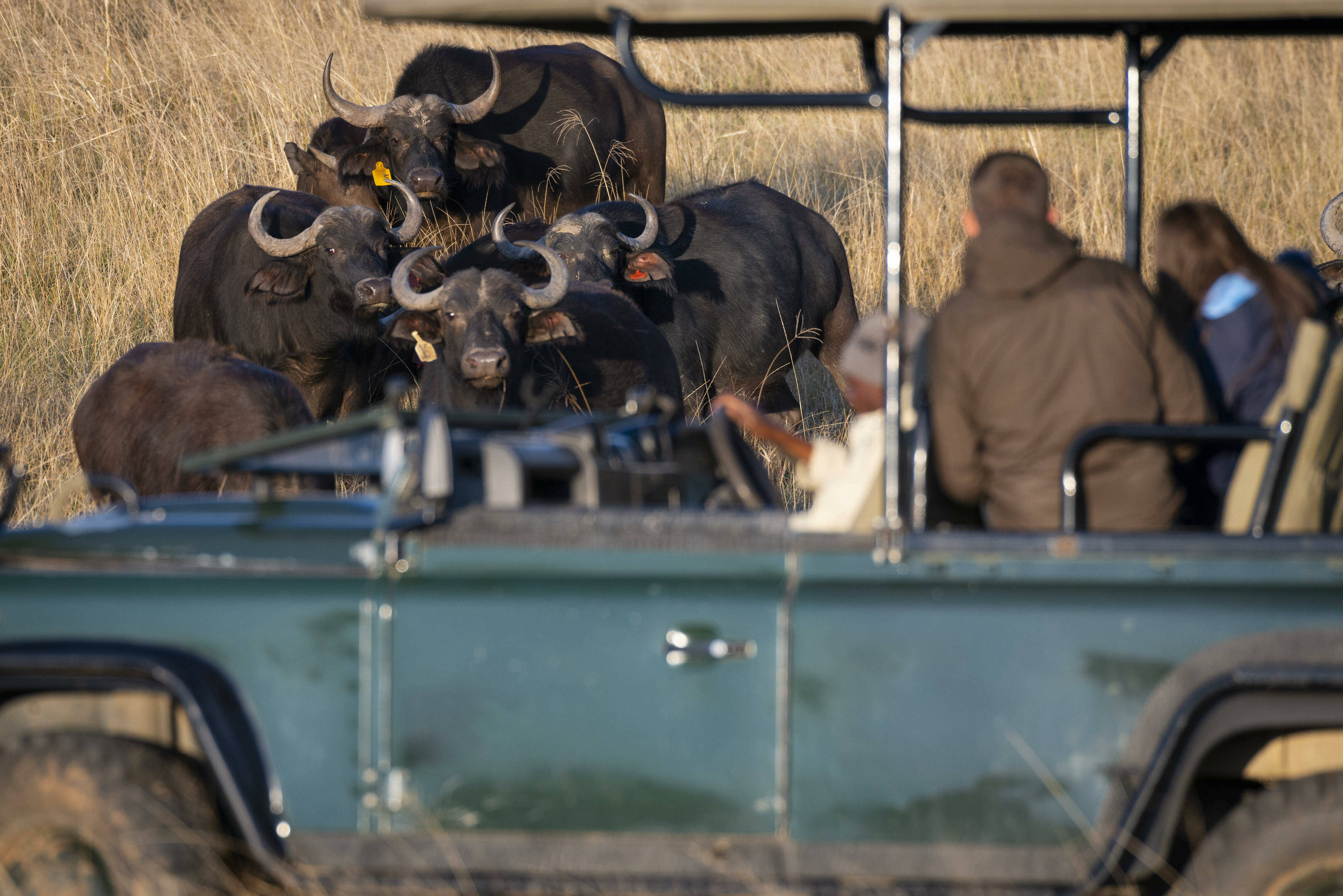 Jeep safari Bellevue Forest Reserve