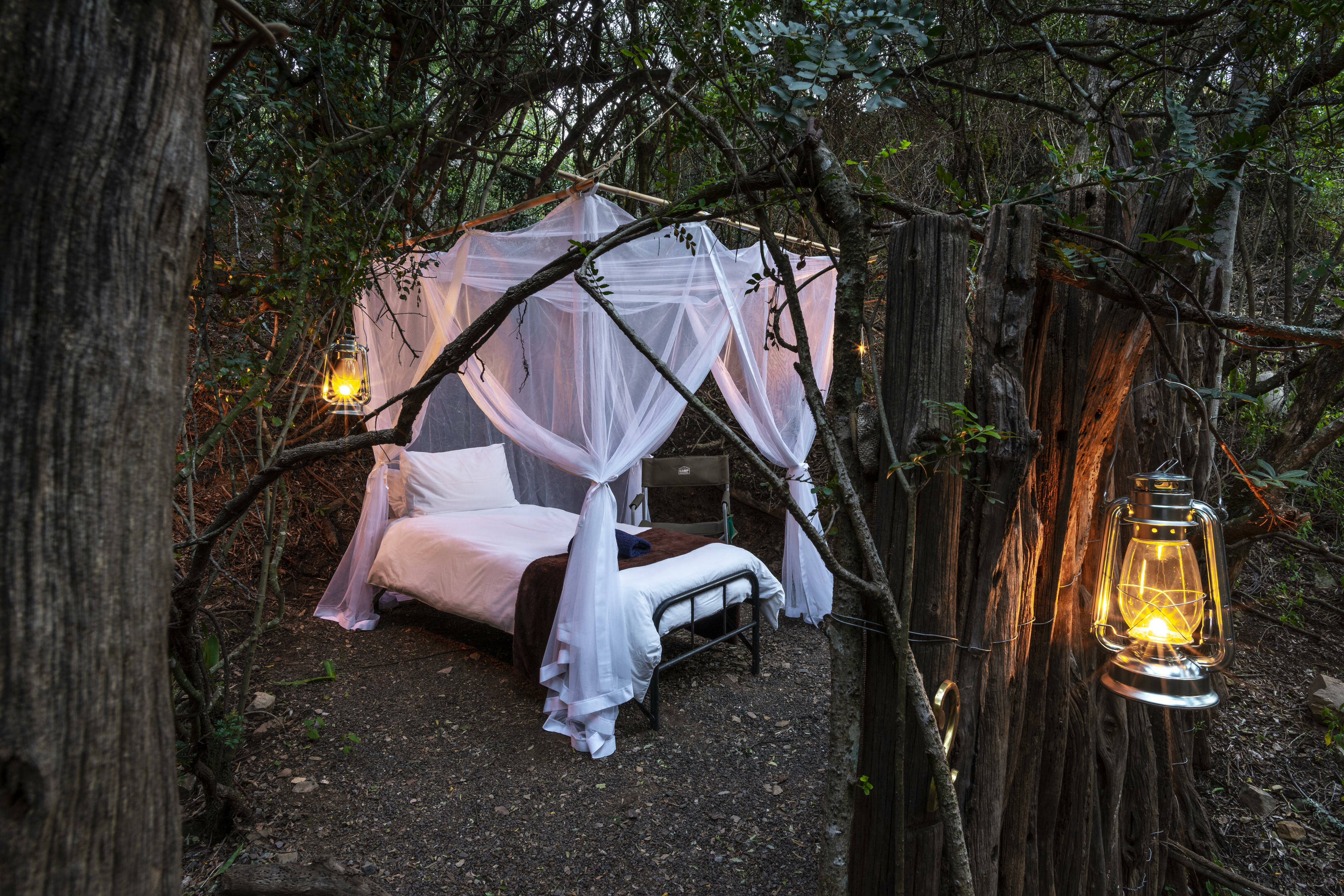 Stargazer Bellevue Forest Reserve