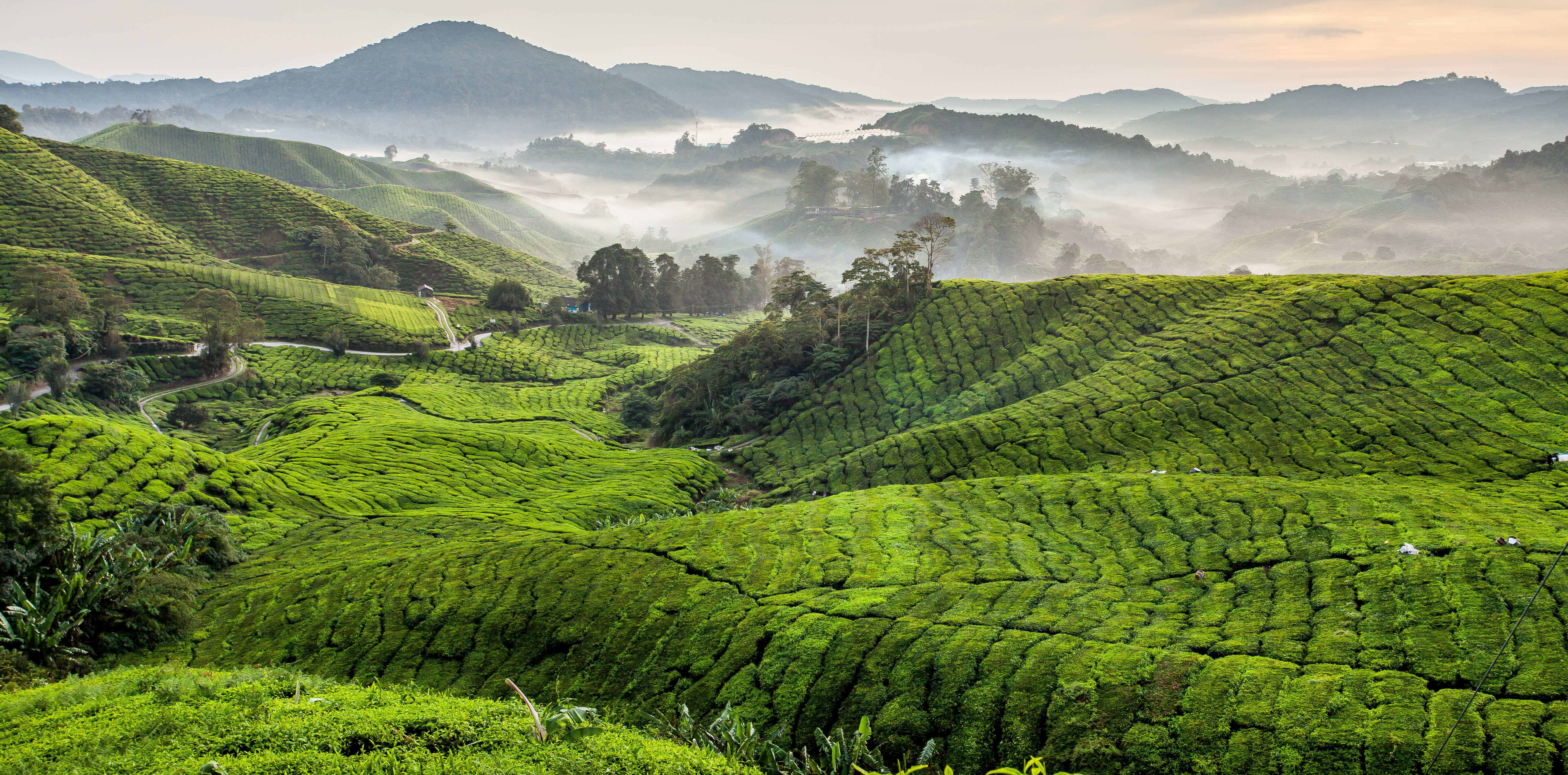 Cameron Highlands