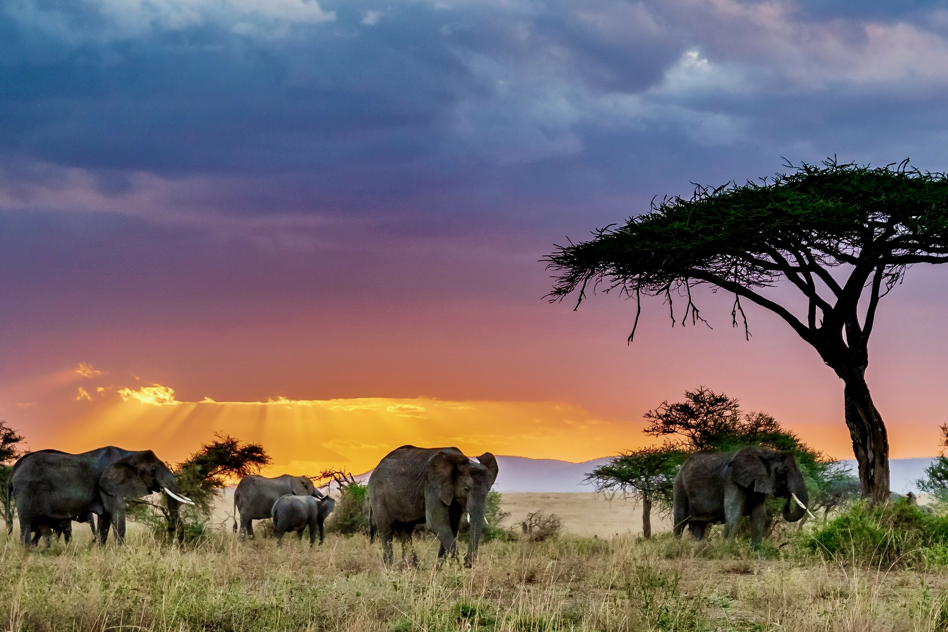 Namibie Etosha Olifanten