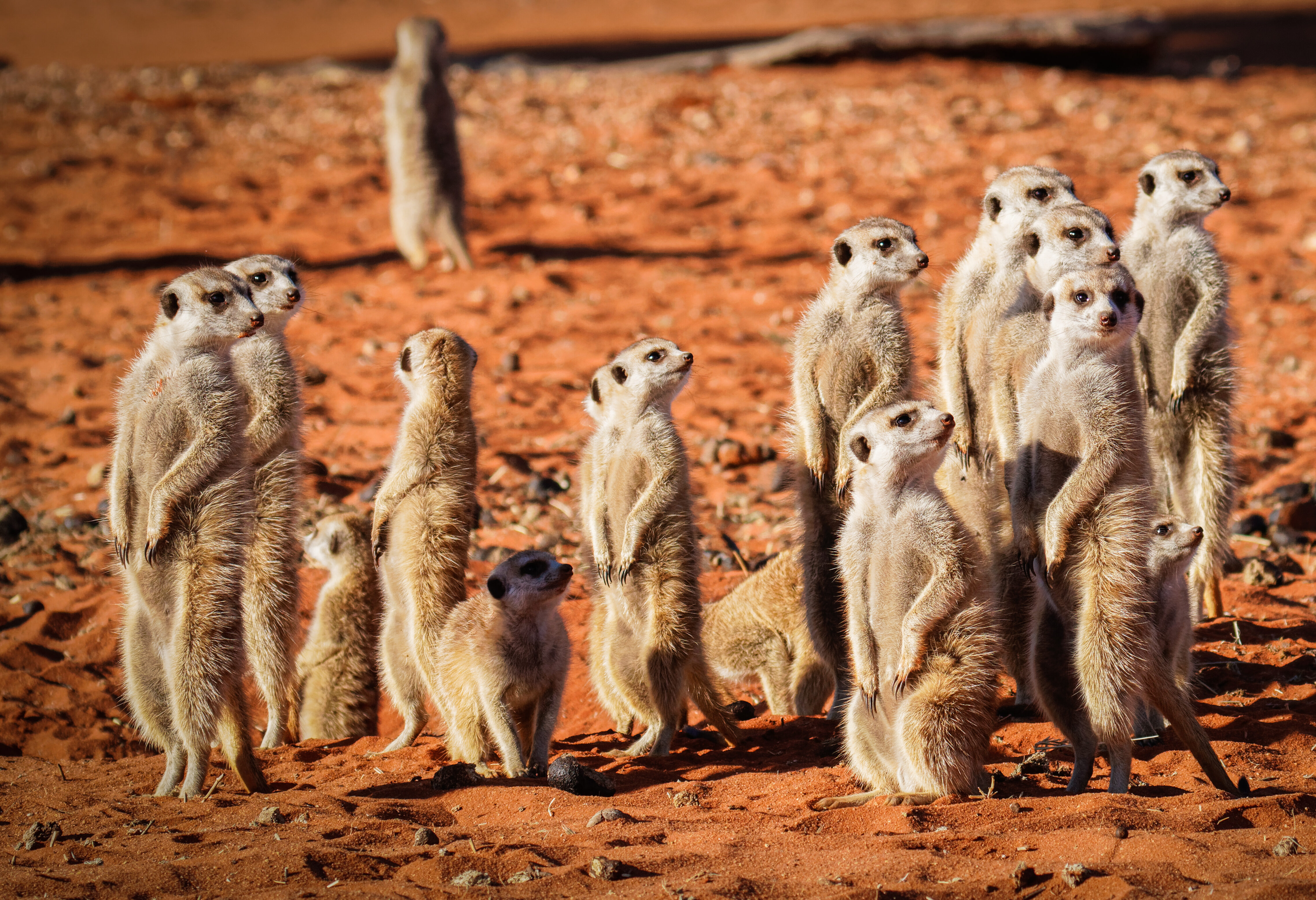 Namibie Stokstaartjes Kalahari woestijn