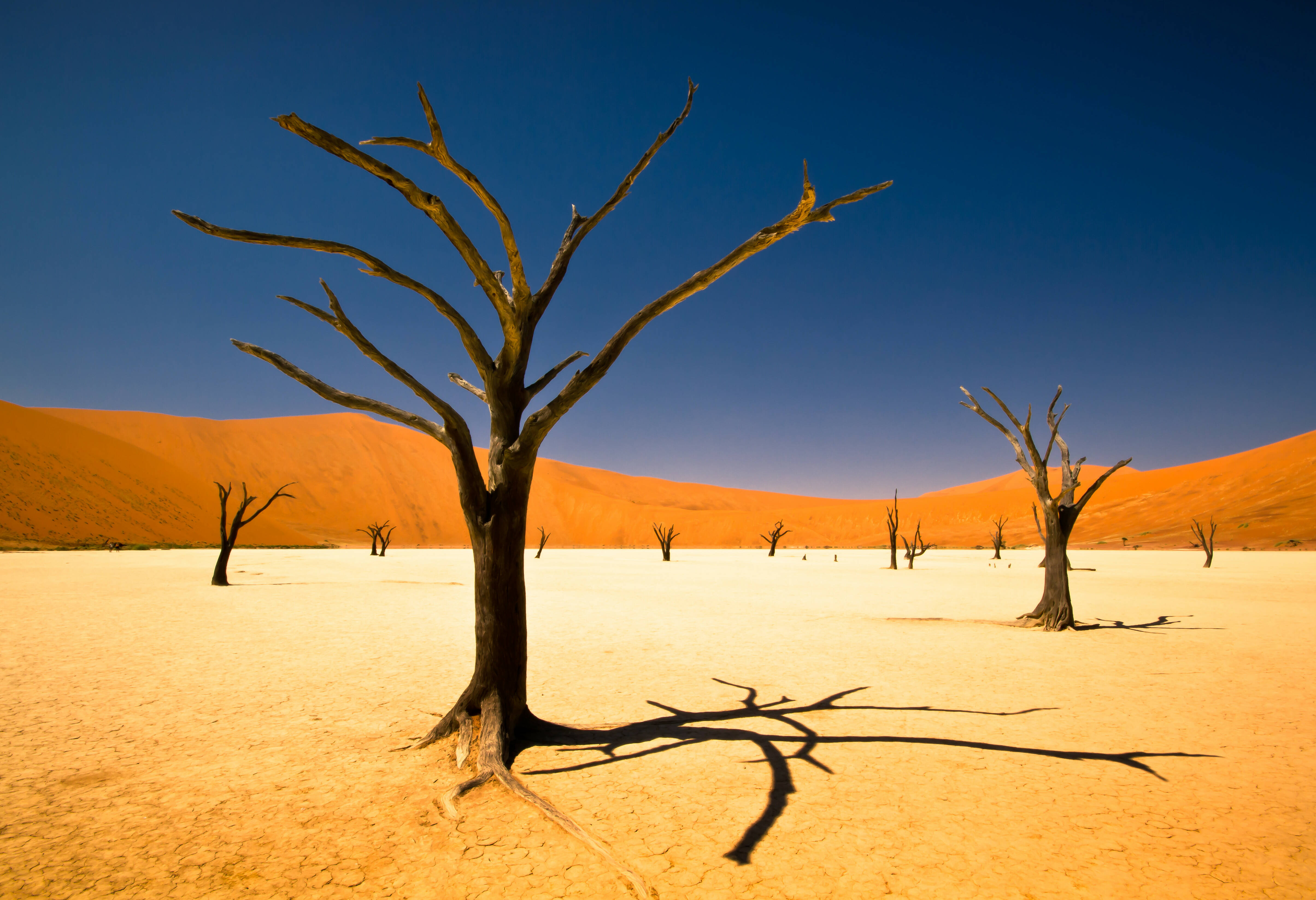 Namibie Deadvlei Sossusvlei