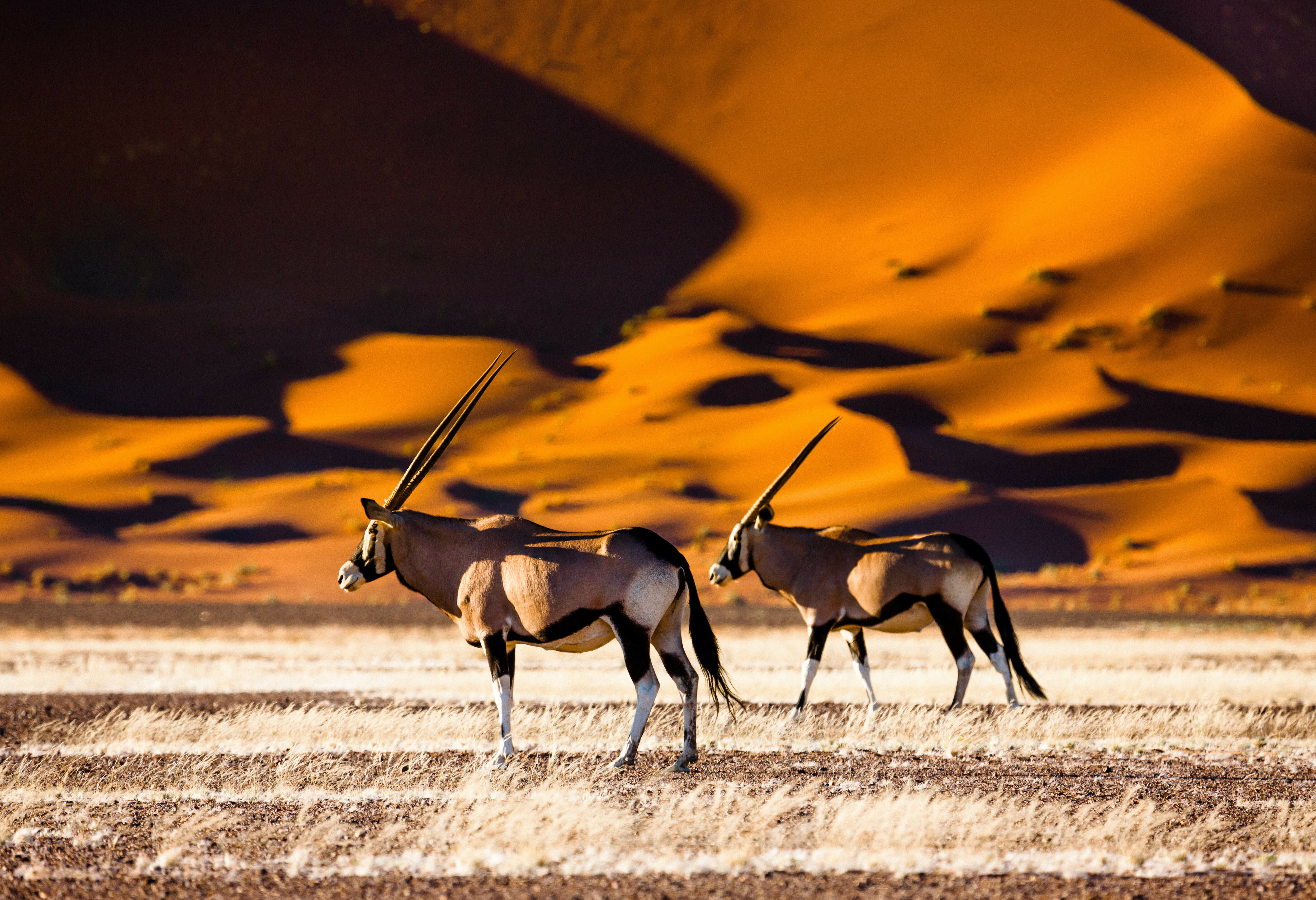 Namibie Oryx Sossusvlei