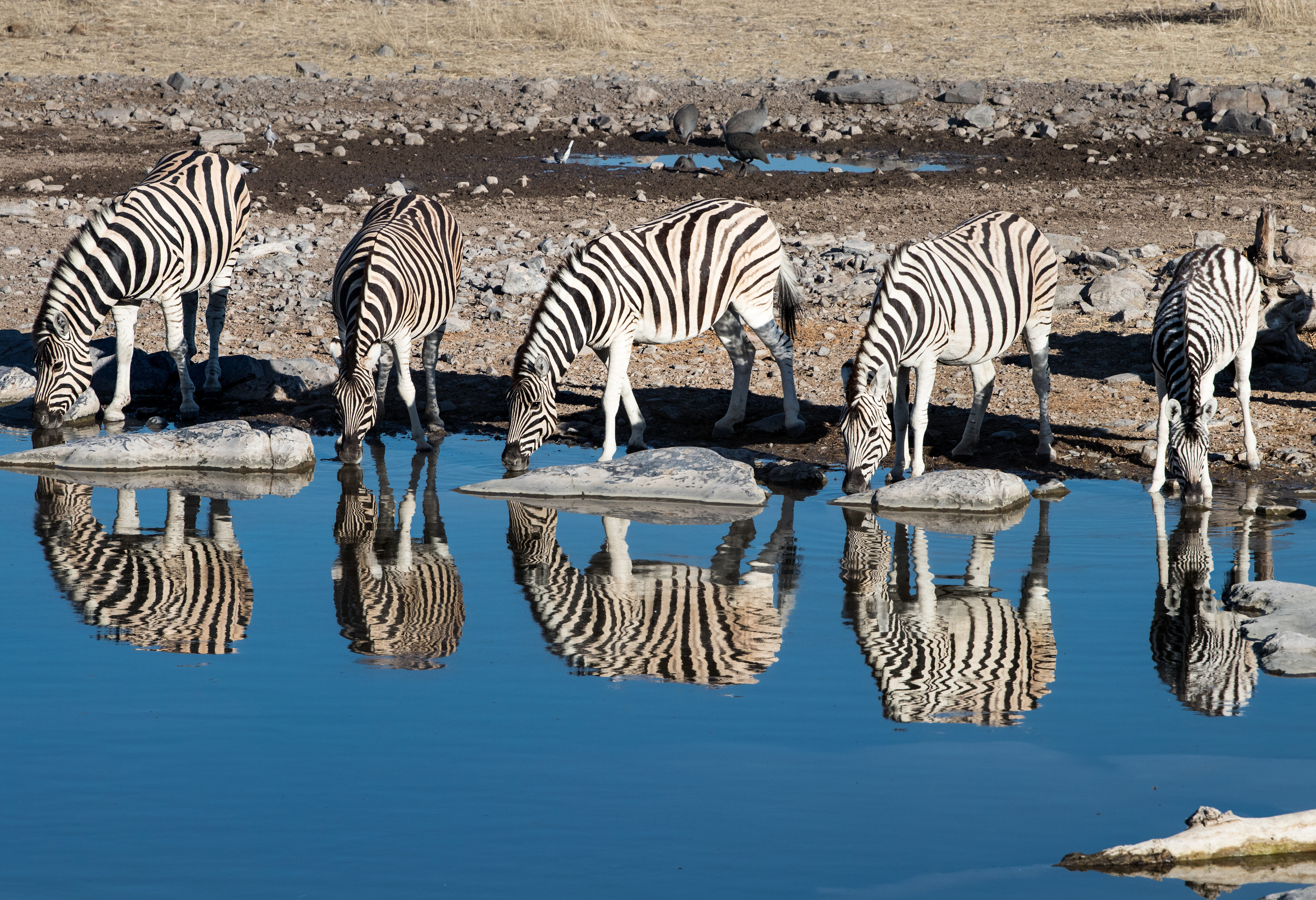 Namibie Ethosa National Park Zebra