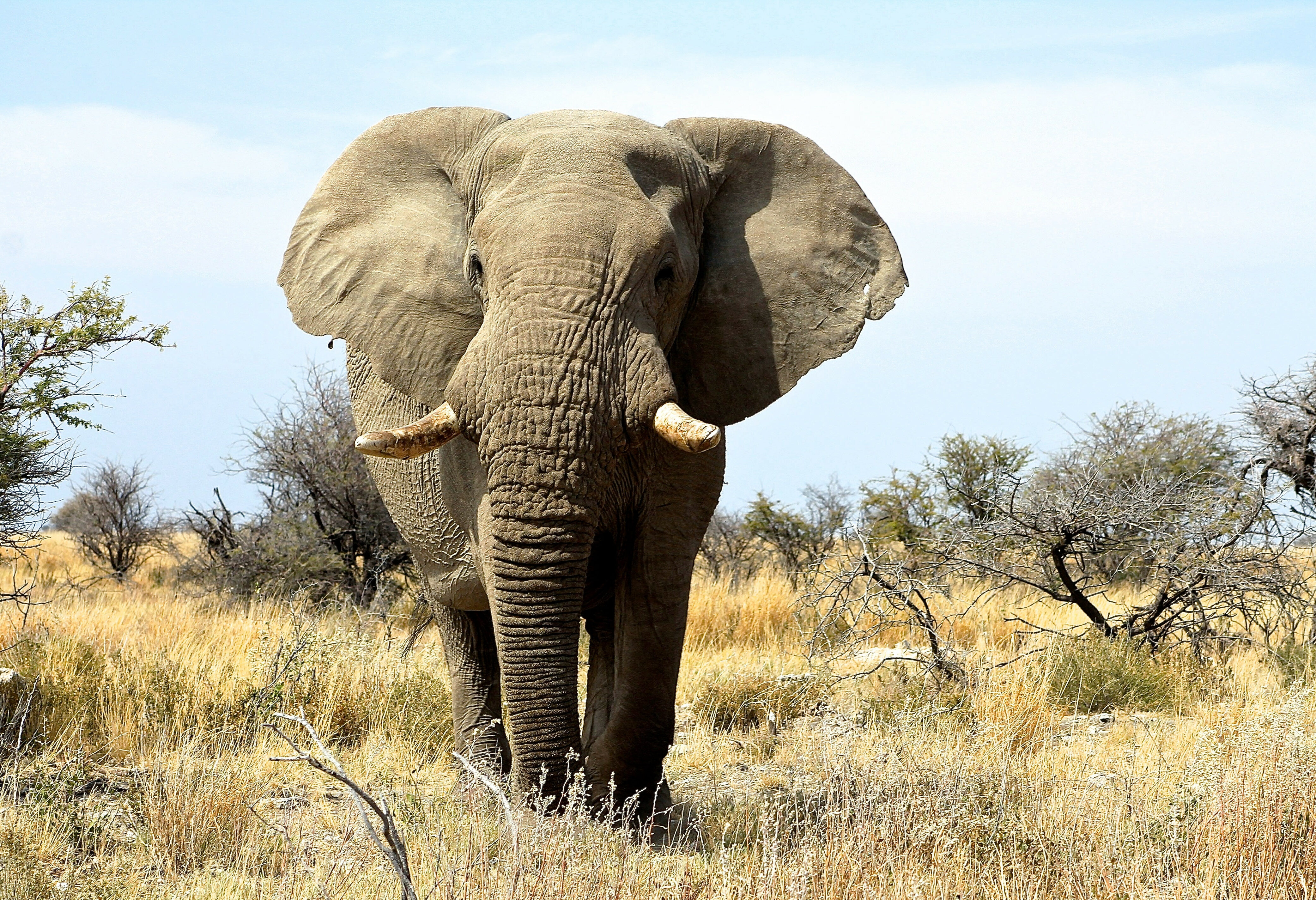 Namibie Etosha National Park Olifant