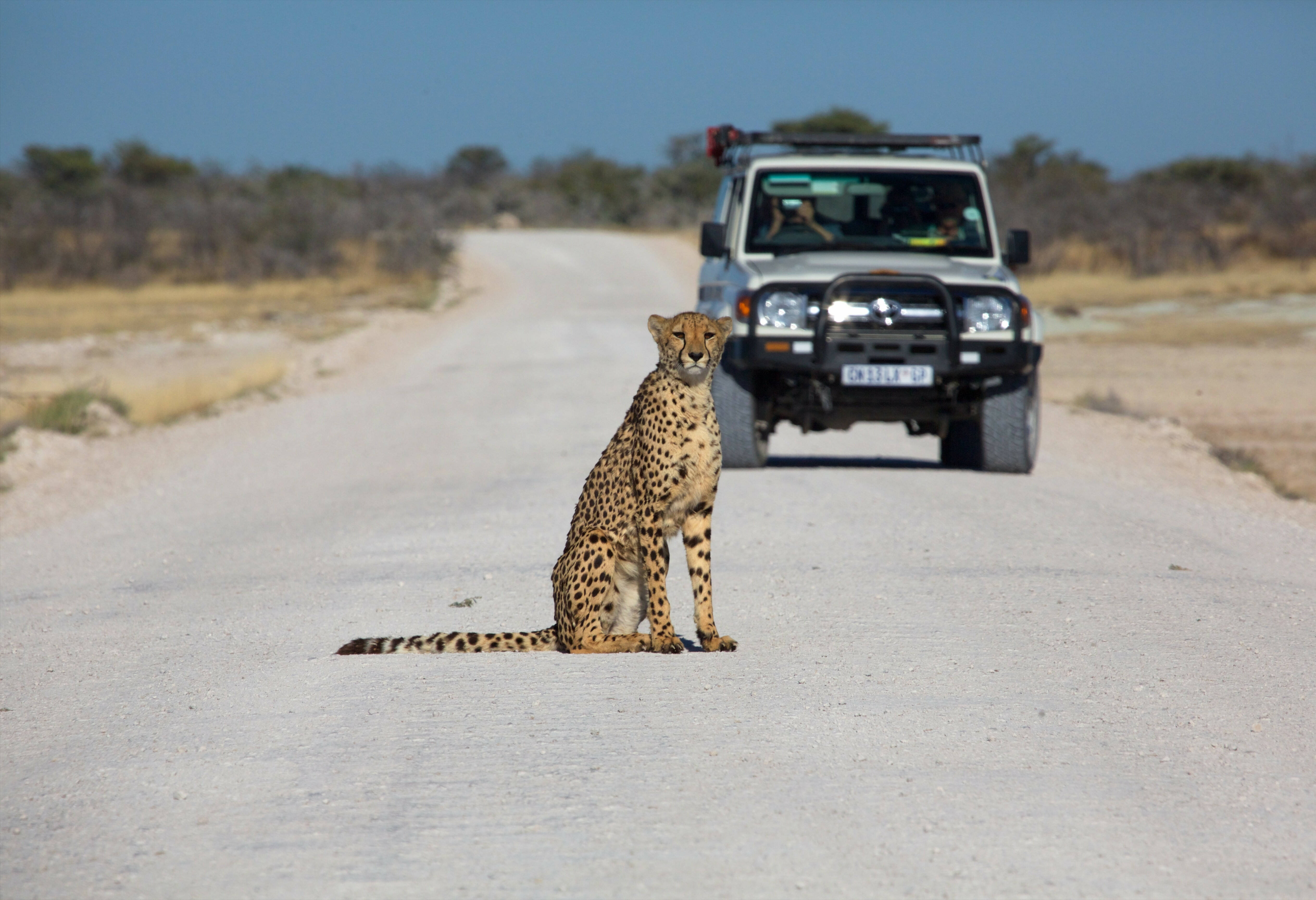 Namibie Etosha National Park Drive