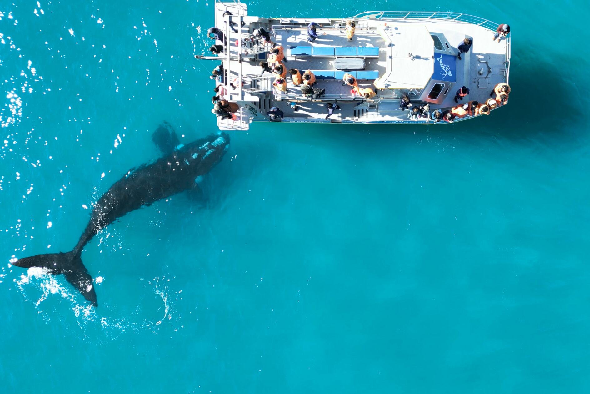 Zuid-Afrika Marine Dynamics Walvis