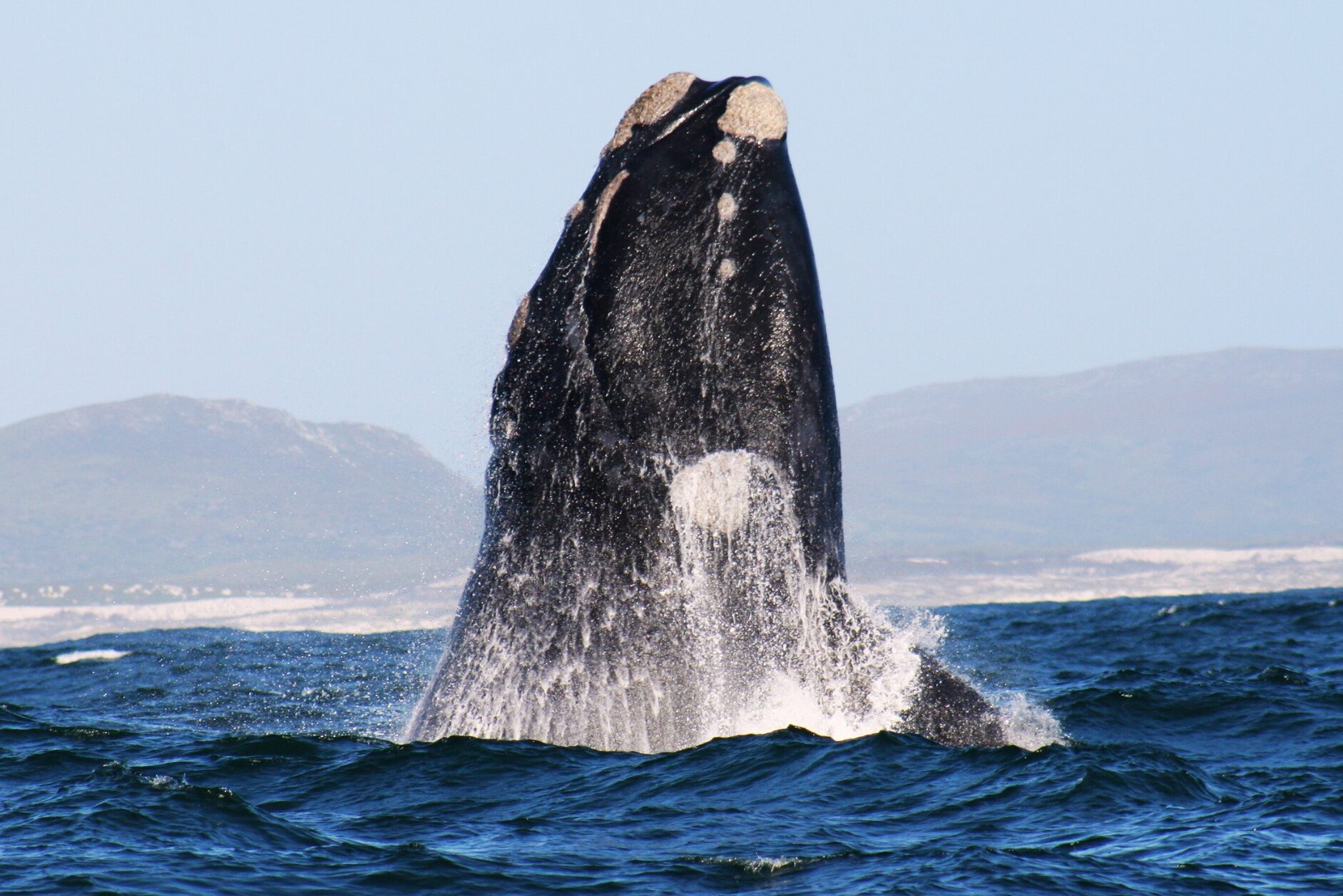 Zuid-Afrika Marine Dynamics Walvis