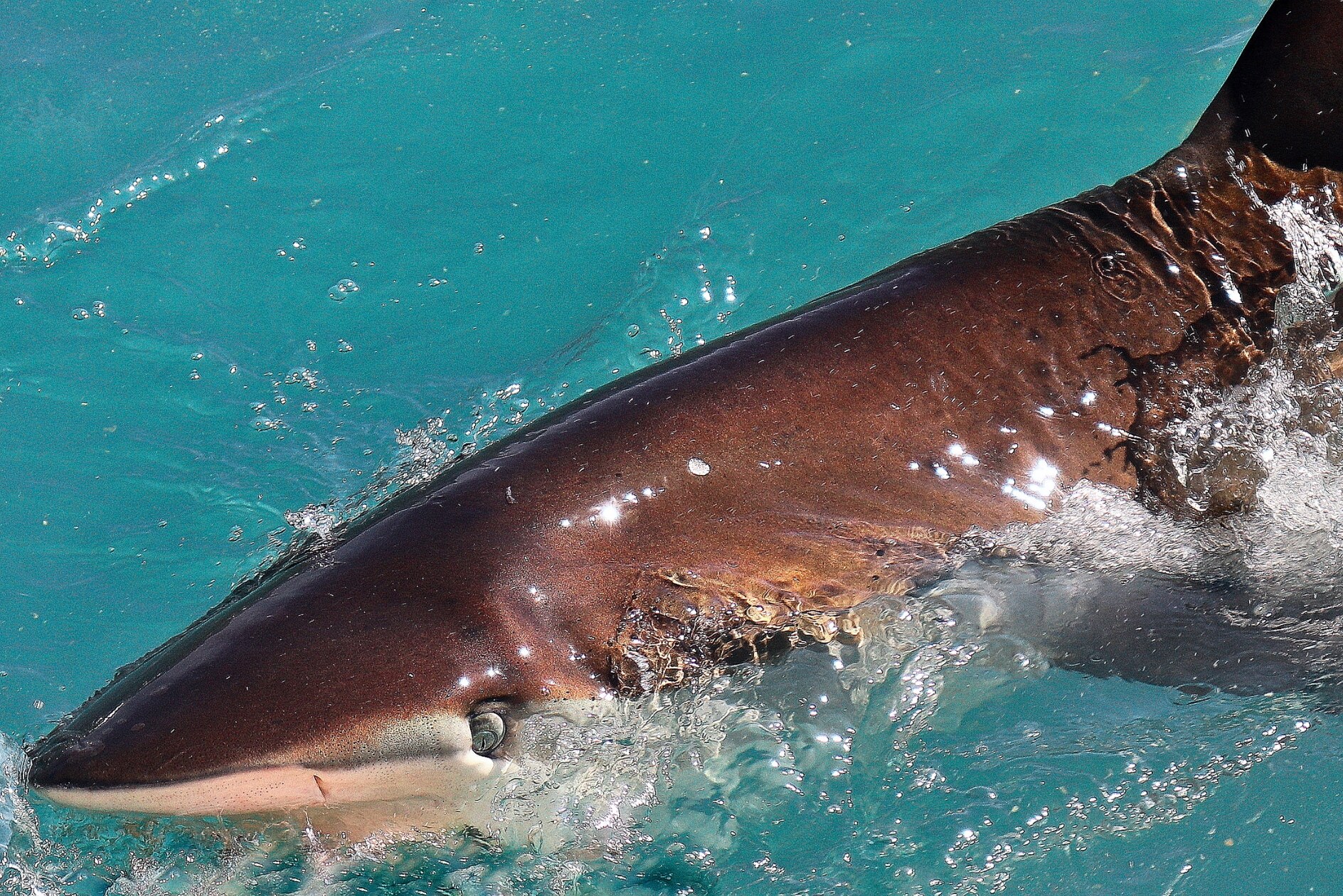 Zuid-Afrika Marine Dynamics Haai