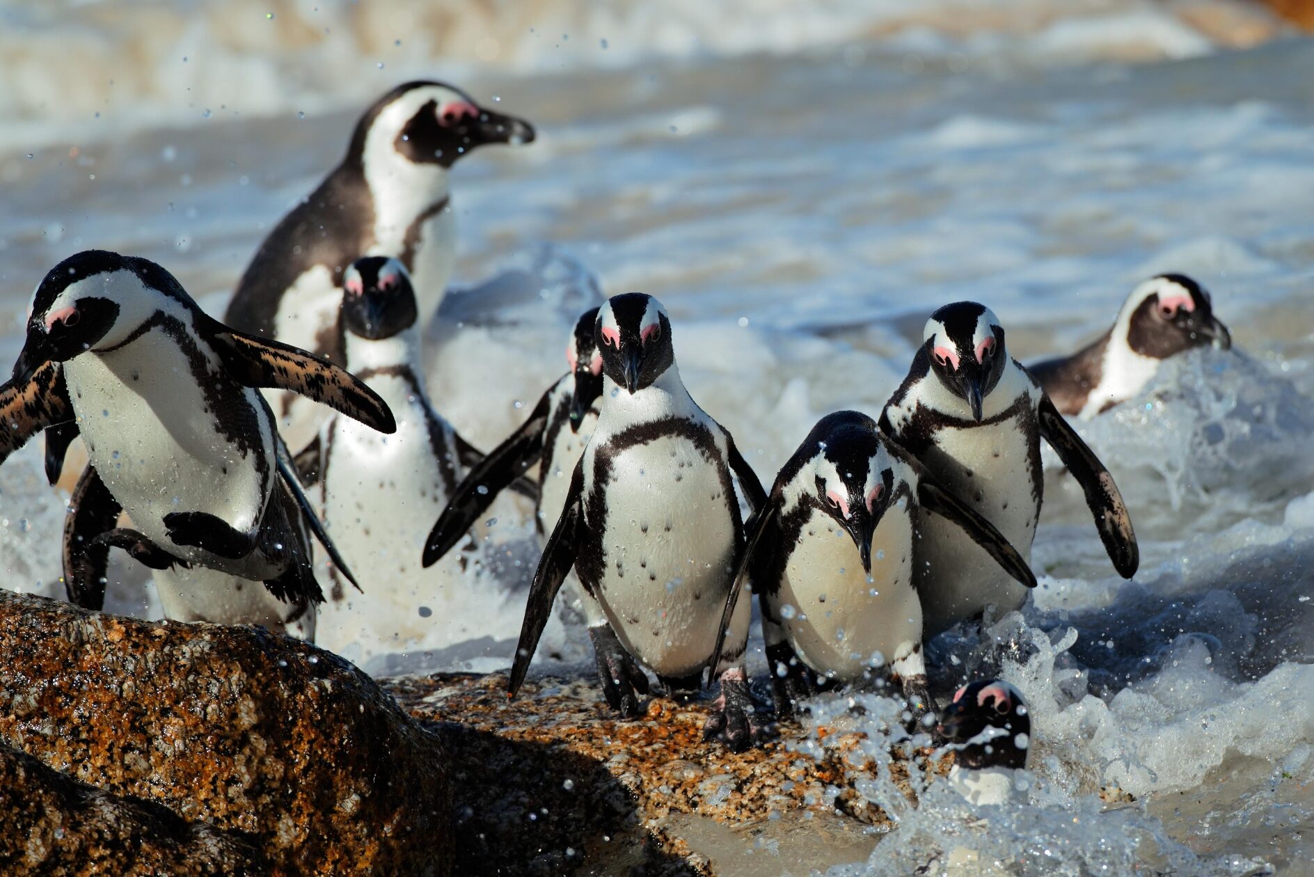 Pinguins bij Dyer Island in Zuid-Afrika
