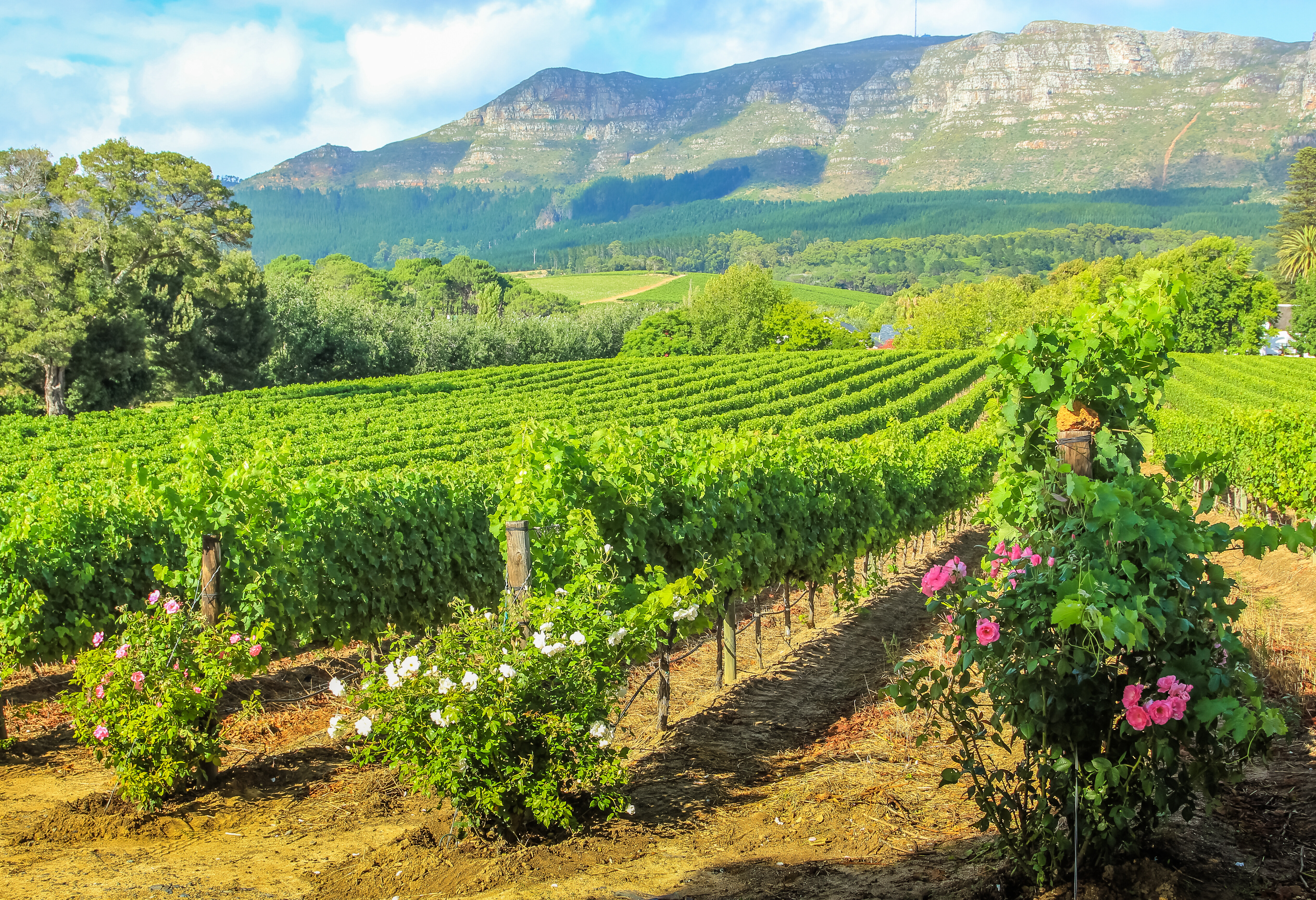 Wijn plantage Stellenbosch