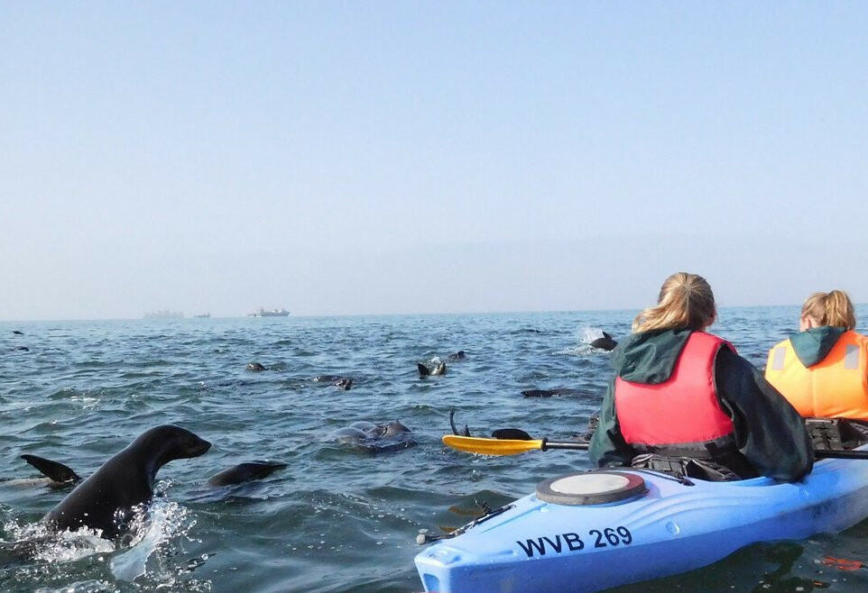 Kajakken met zeehonden
