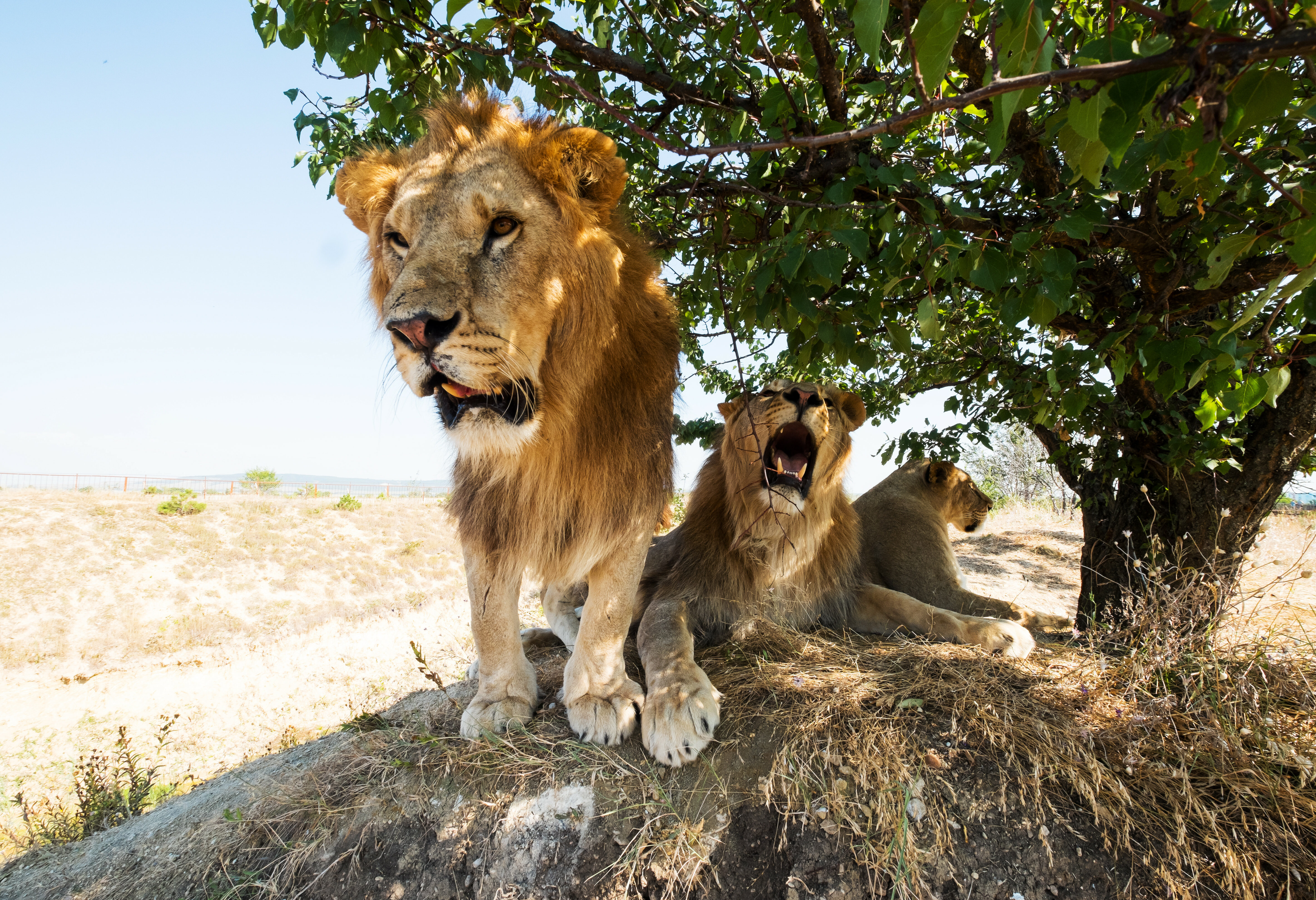 Leeuwen in Etosha National Park
