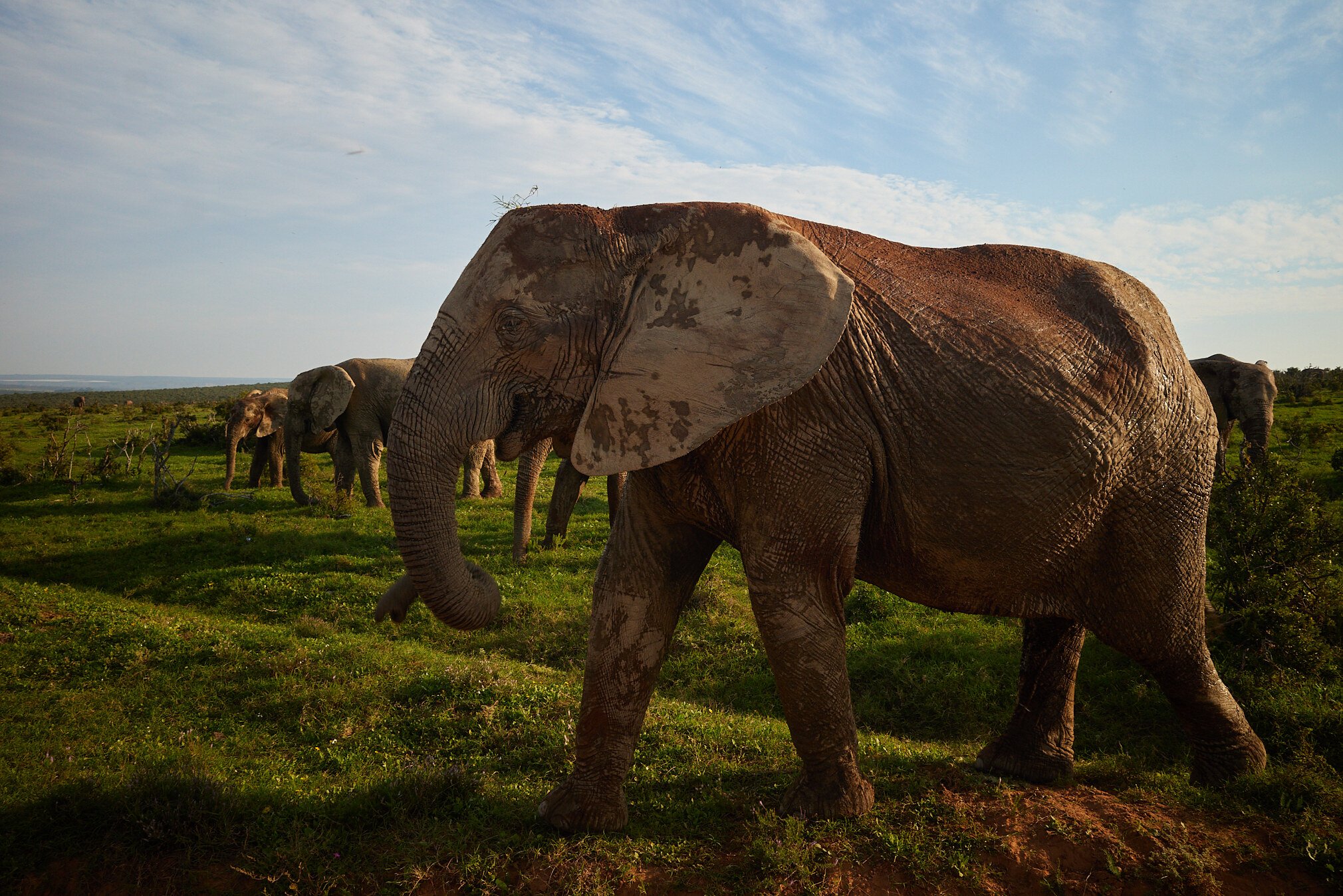 zuid-afrika-elefant-lodge-bellevue-addo-olifanten