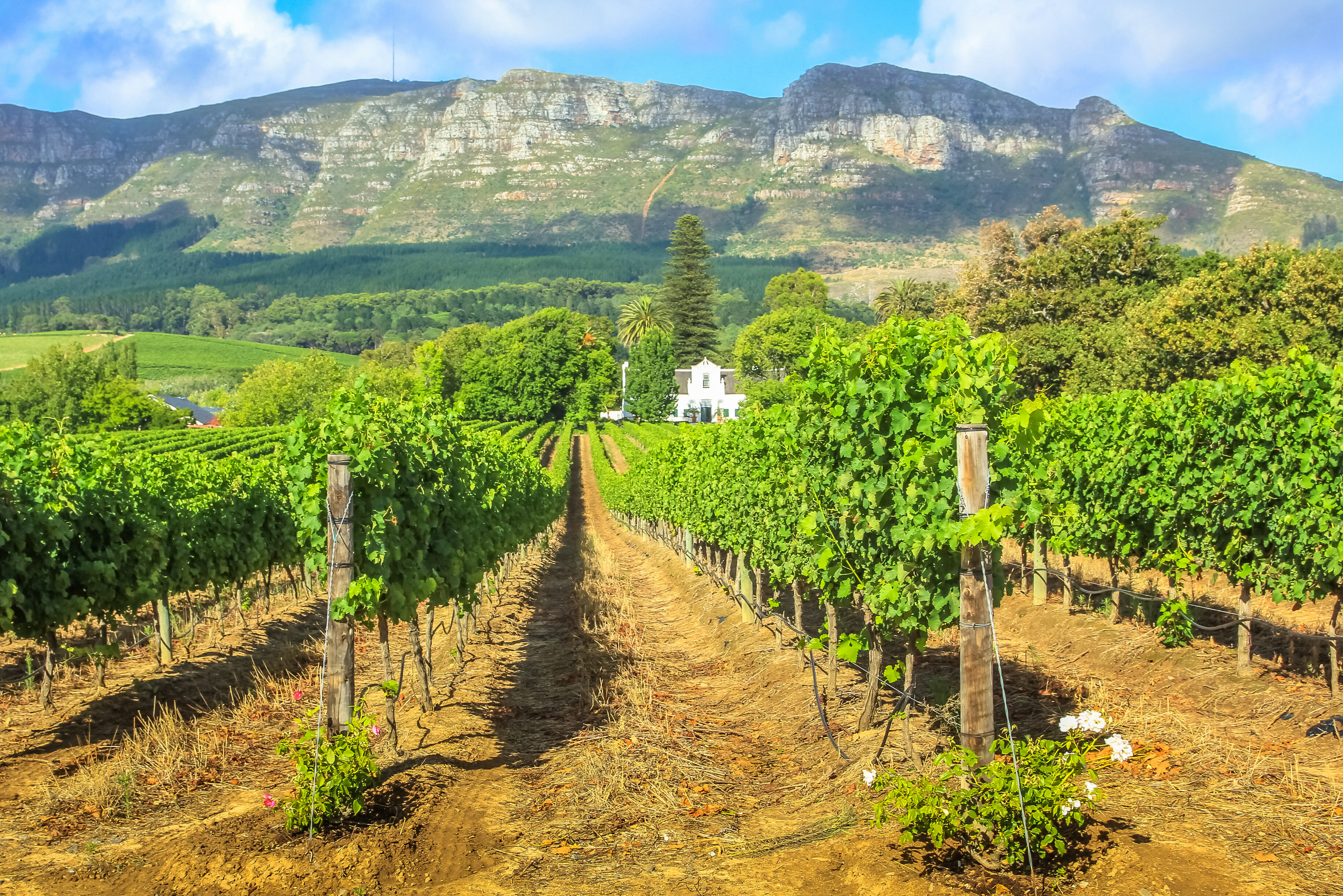 Zuid Afrika Stellenbosch Wijngaard