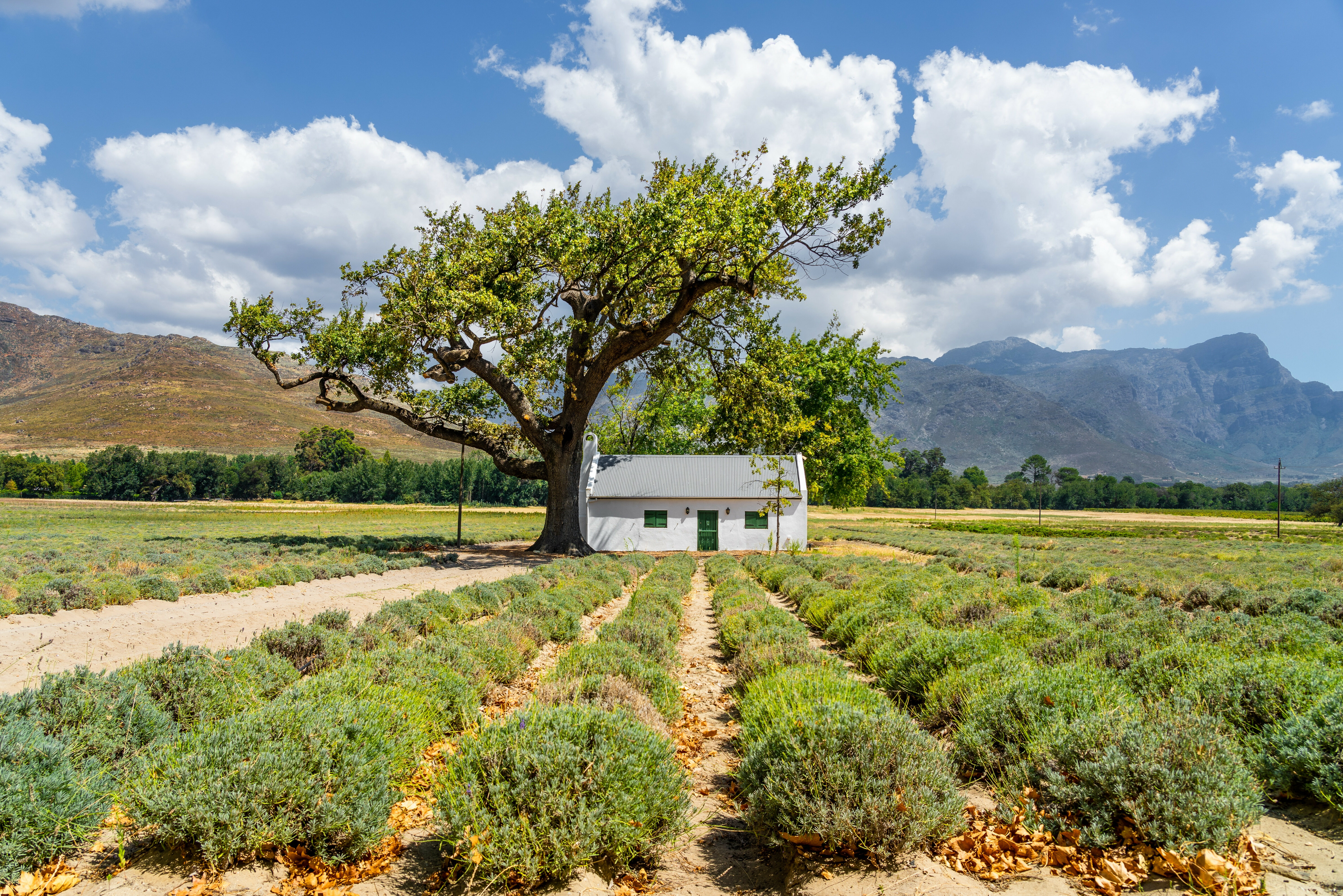 Zuid Afrika Franschhoek Wijngaard