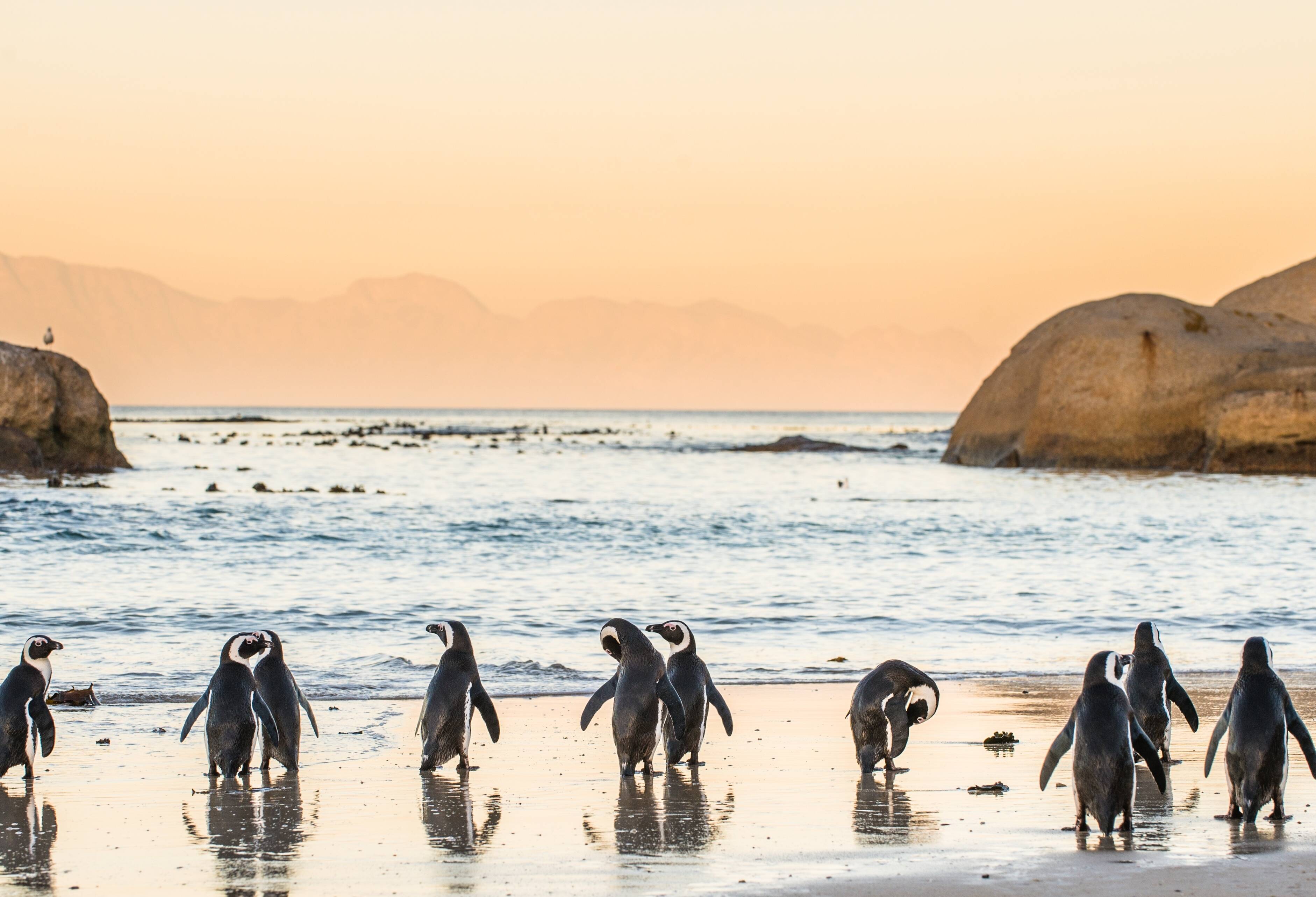 Zuid-Afrika- Boulders-Bay-pinguïn-op-het-strand